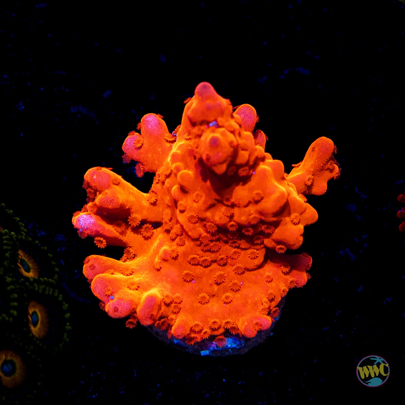 Tyree Orange Setosa Montipora - Daylight Photo
