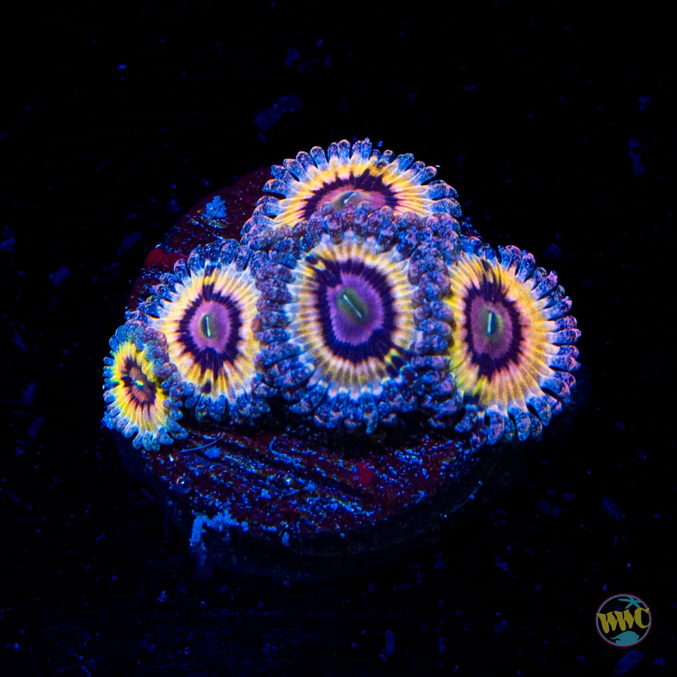 Queen Stratosphere Zoanthids - Daylight Photo