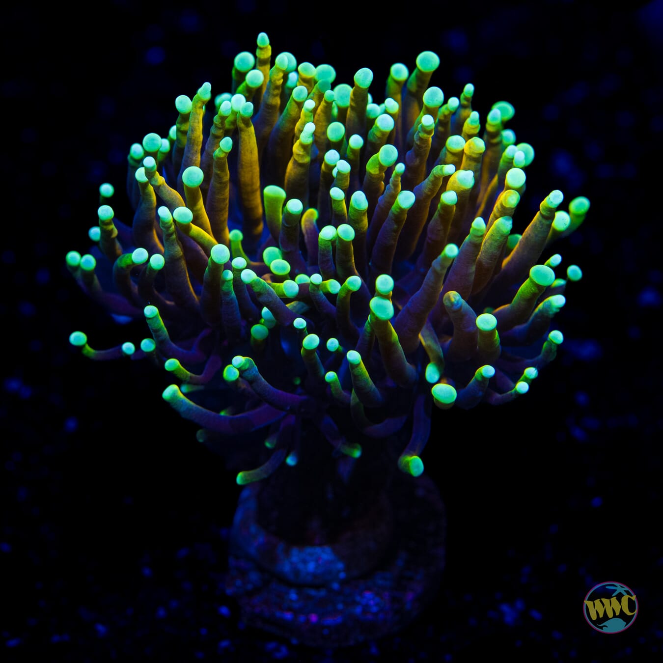 WWC Dragon Soul Torch - Daylight Photo