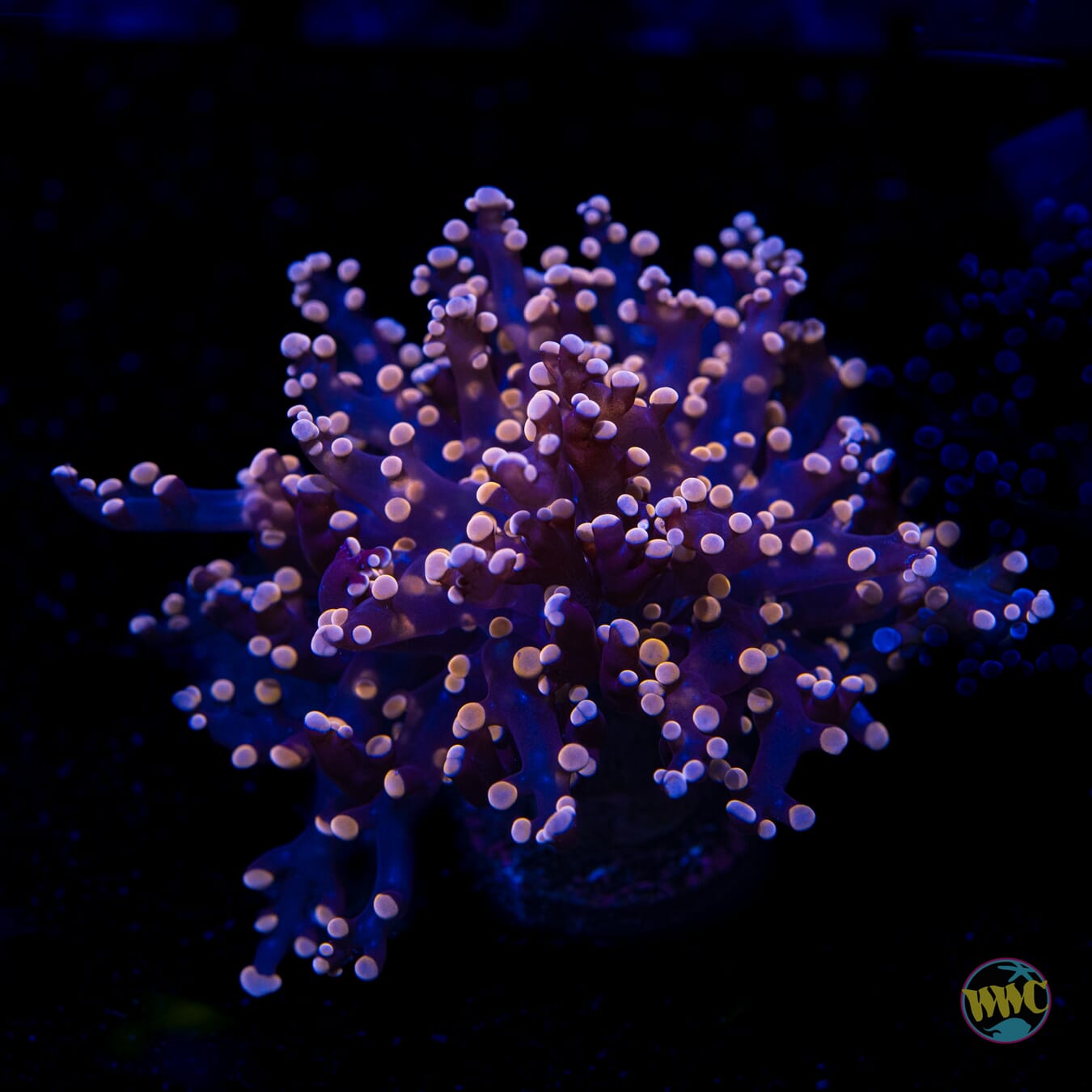 Orange Tipped Branching Frogspawn - Daylight Photo