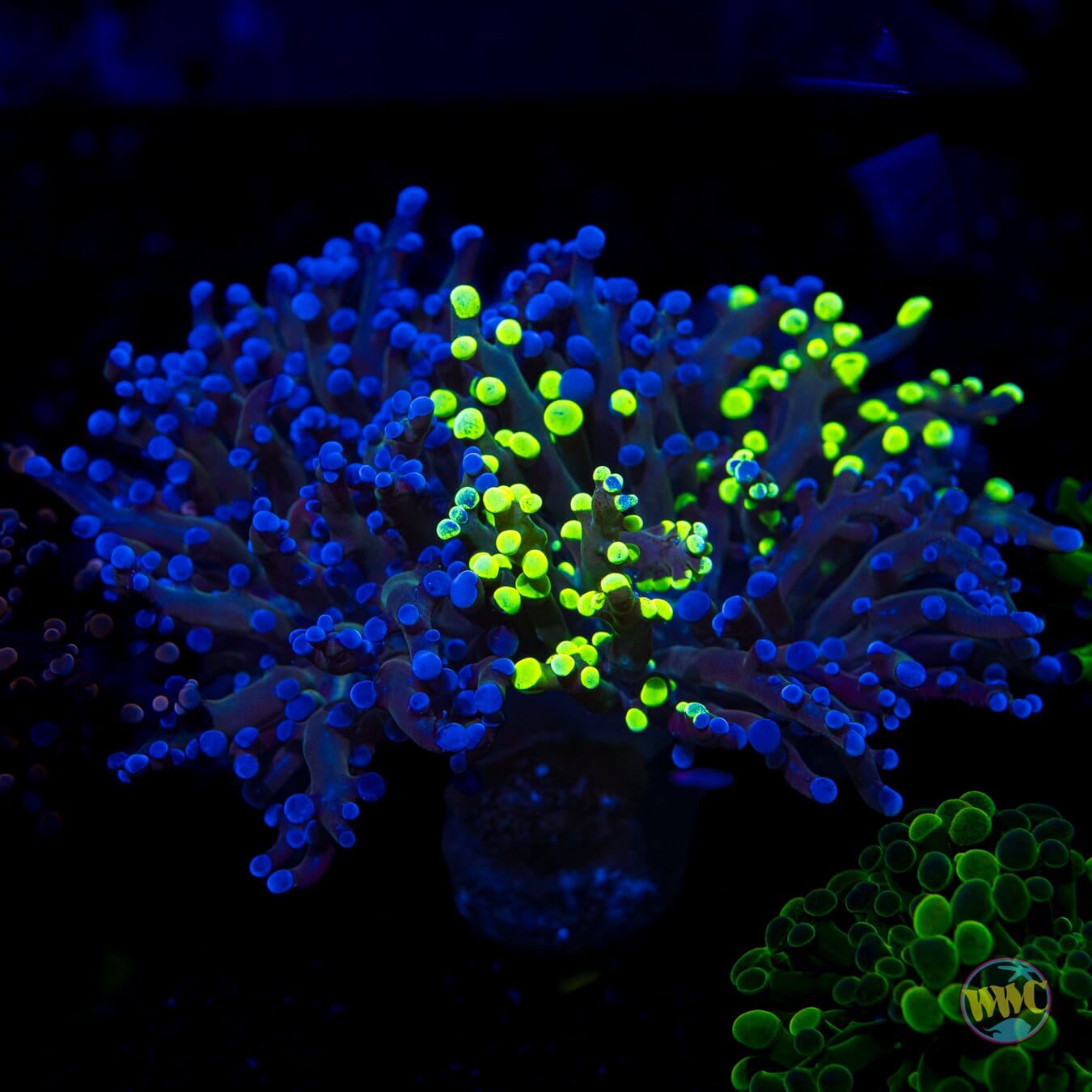 Frozen Splatter Branching Frogspawn - Daylight Photo
