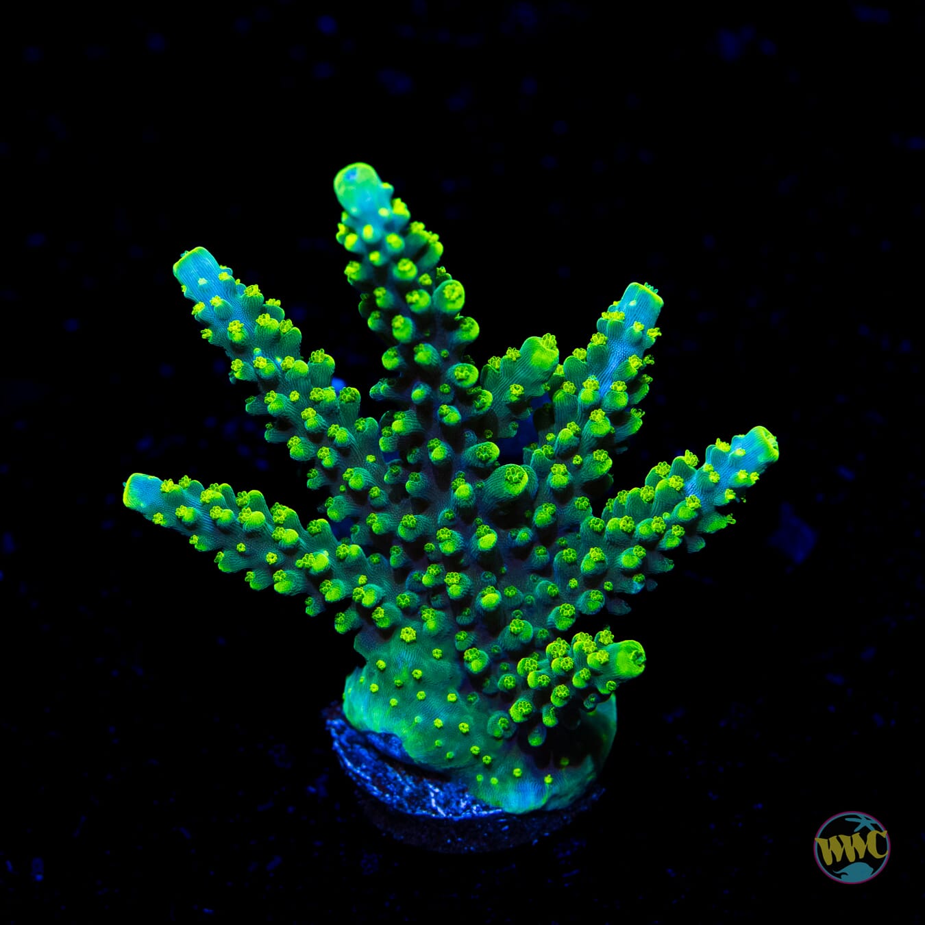 WWC Solomon Split Acropora - Daylight Photo