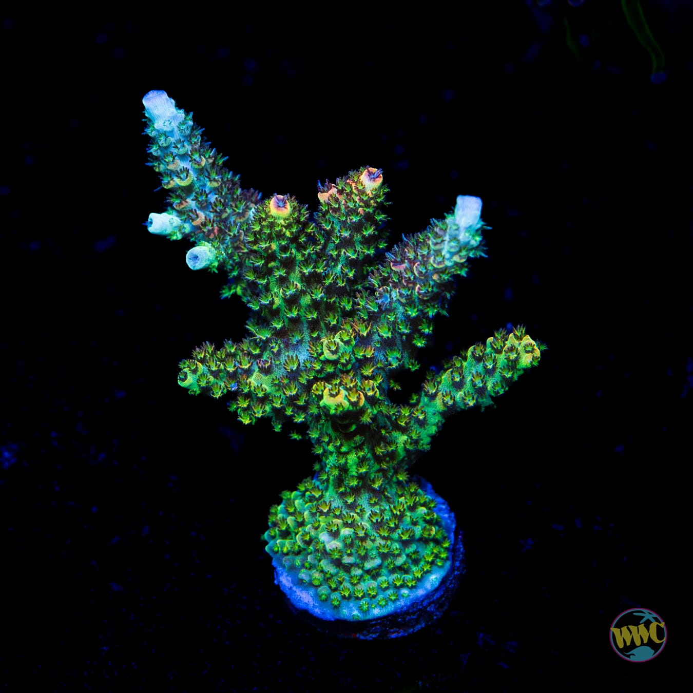 WWC Dirty Love Dreams Acropora - Daylight Photo
