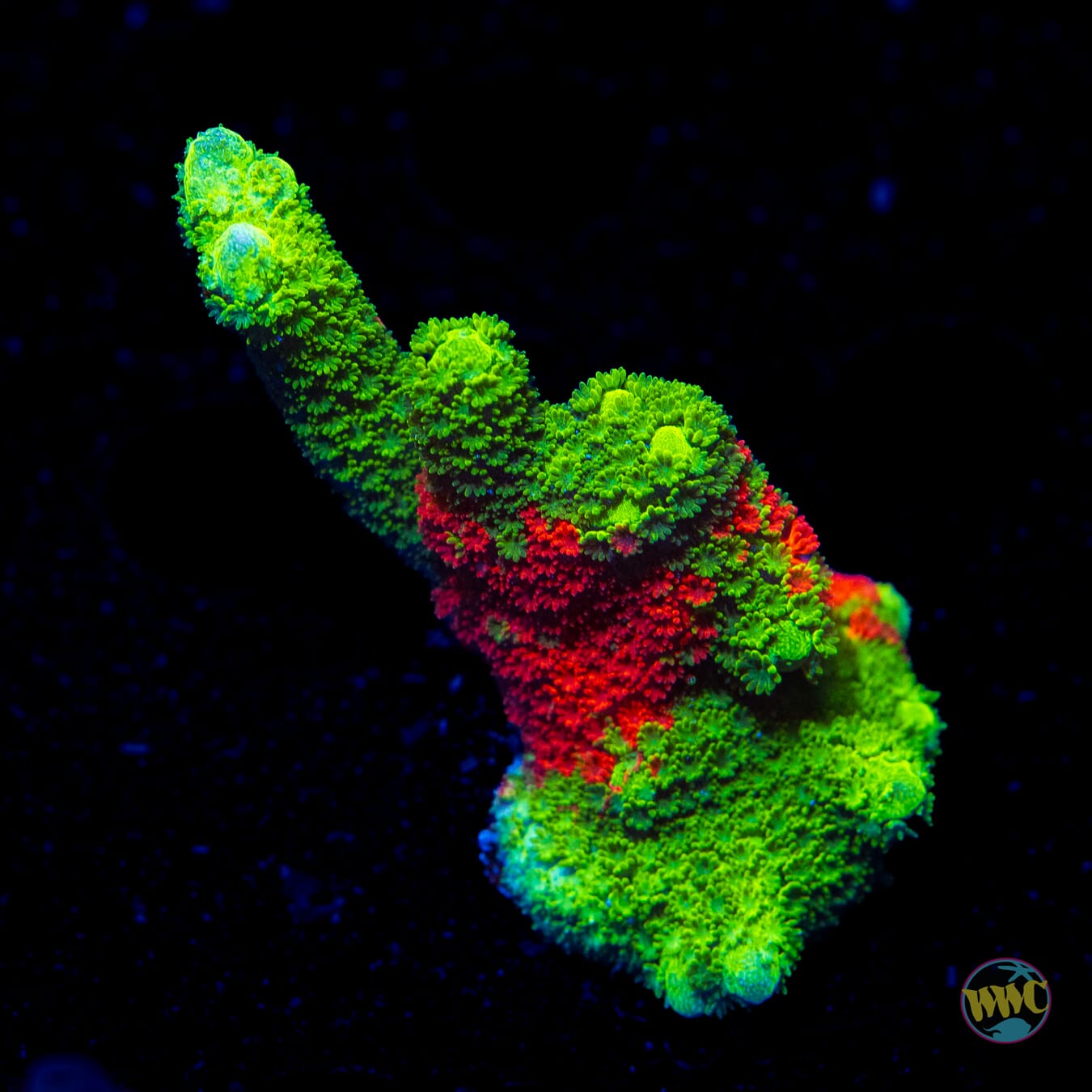 WWC Contraband Grafted Digitata Montipora - Daylight Photo