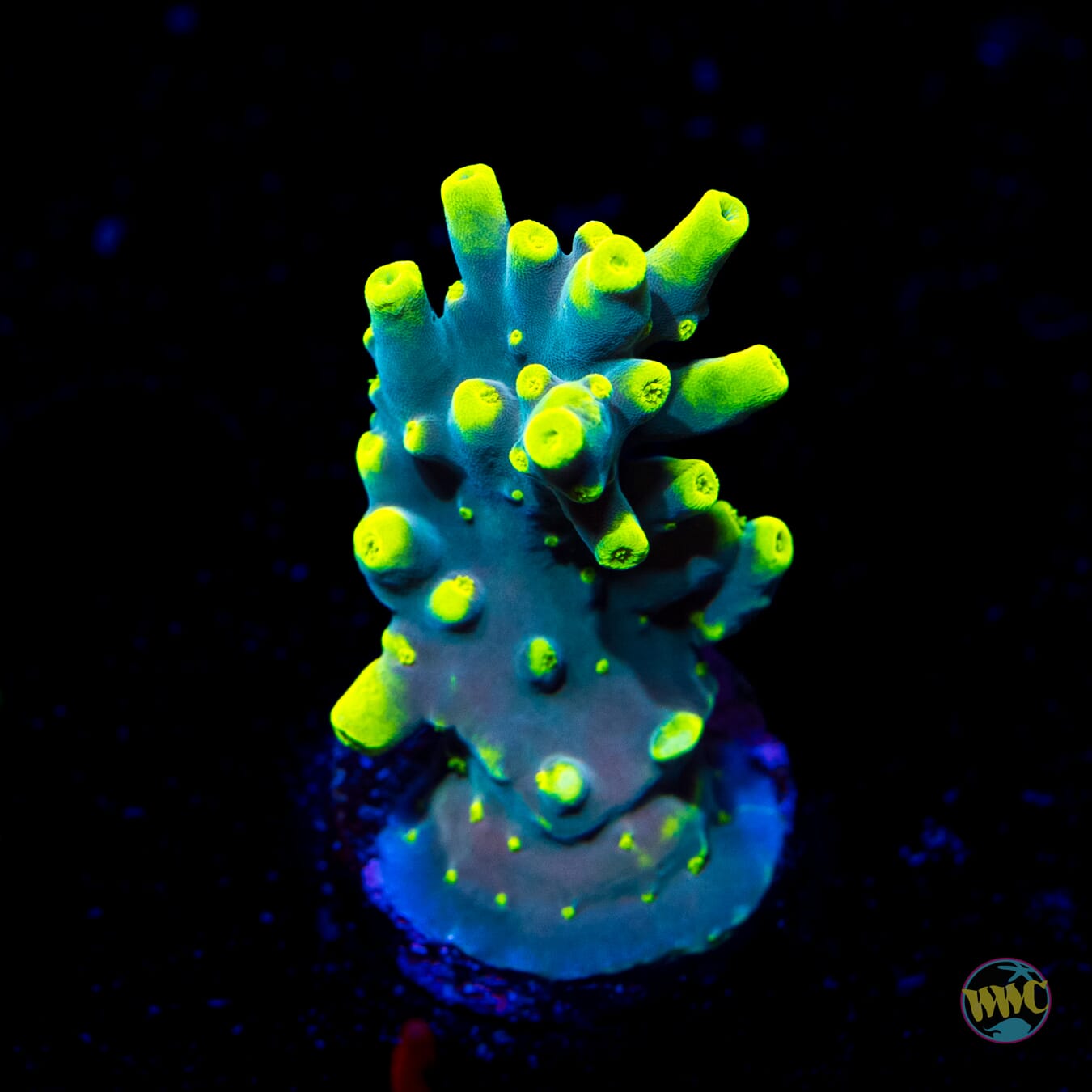 WWC Yodaz Acropora - Daylight Photo