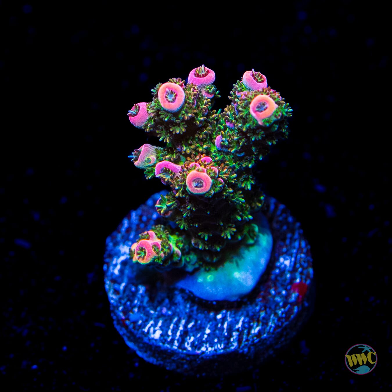 WWC Jello Shot Acropora - Daylight Photo