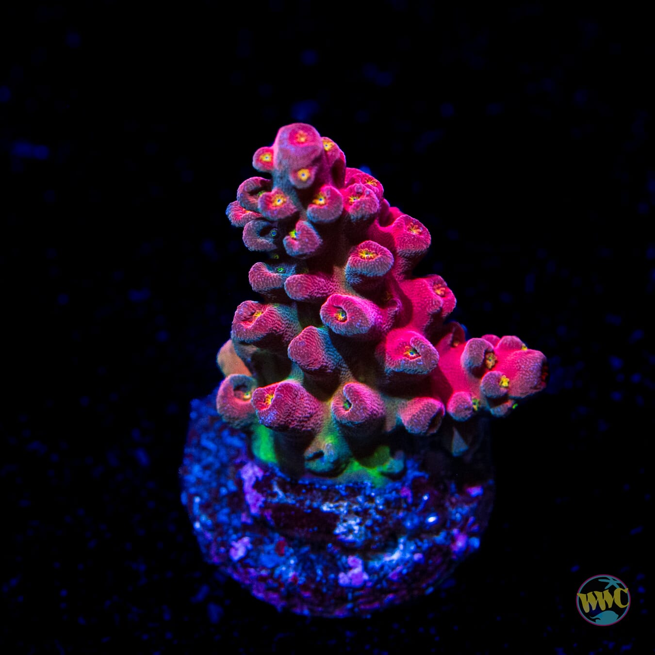 WWC Whiplash Acropora - Daylight Photo