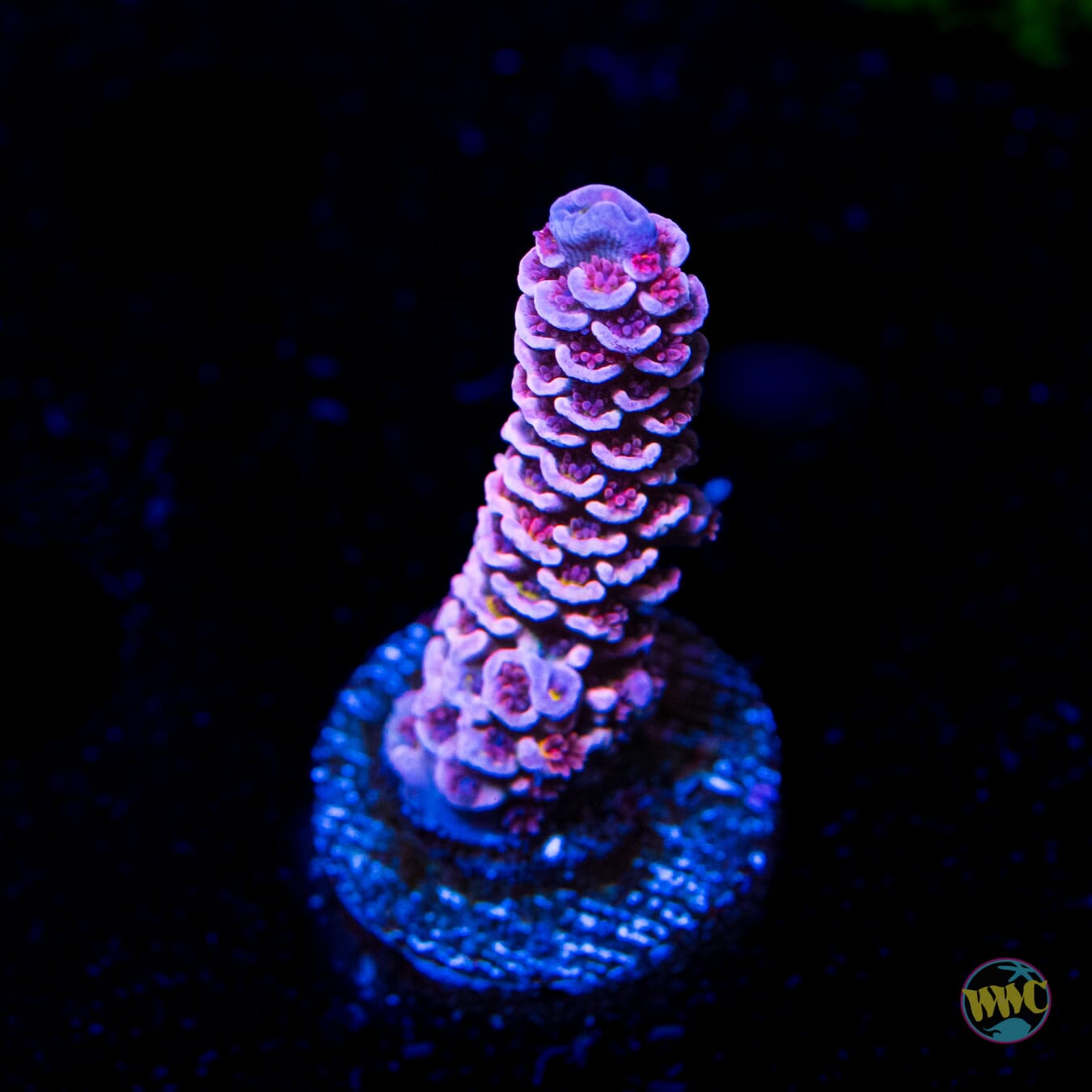 WWC Paradise Tenuis Acropora - Daylight Photo