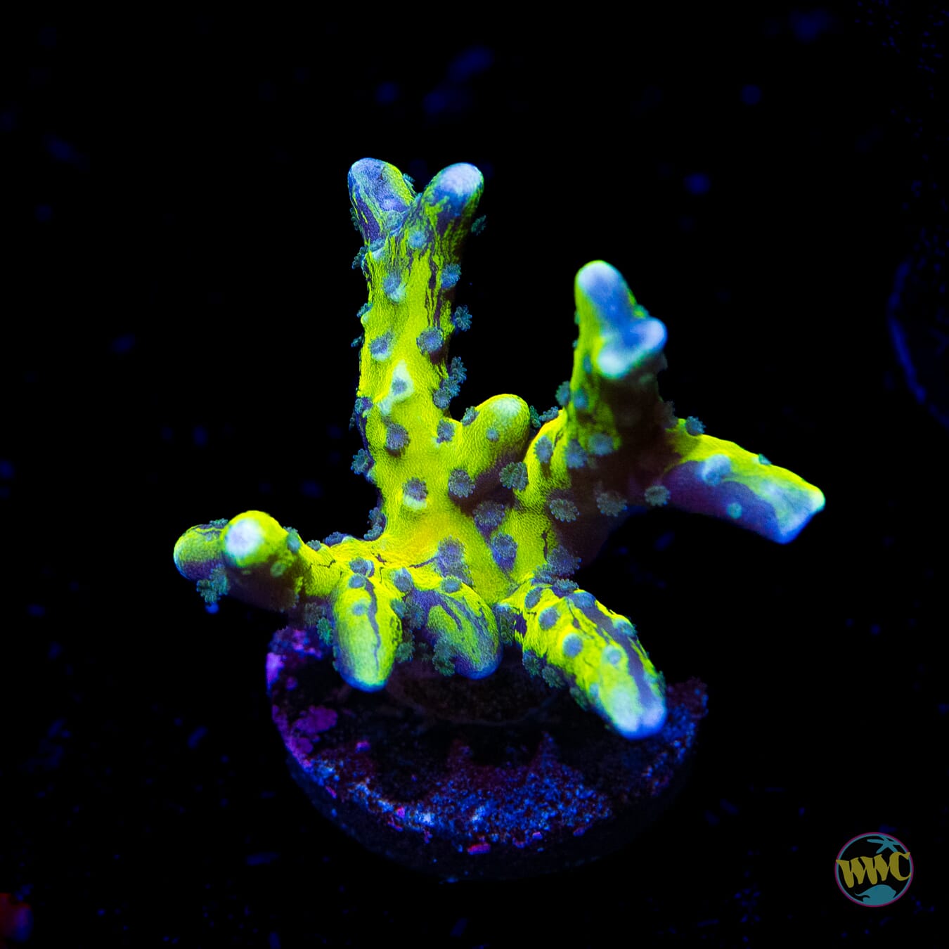 Golden Rod Grafted Anacropora - Daylight Photo