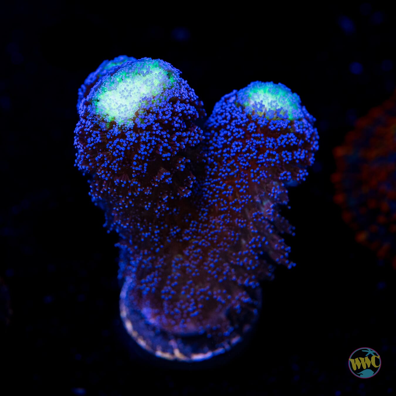 WWC Blue Stylophora - Daylight Photo