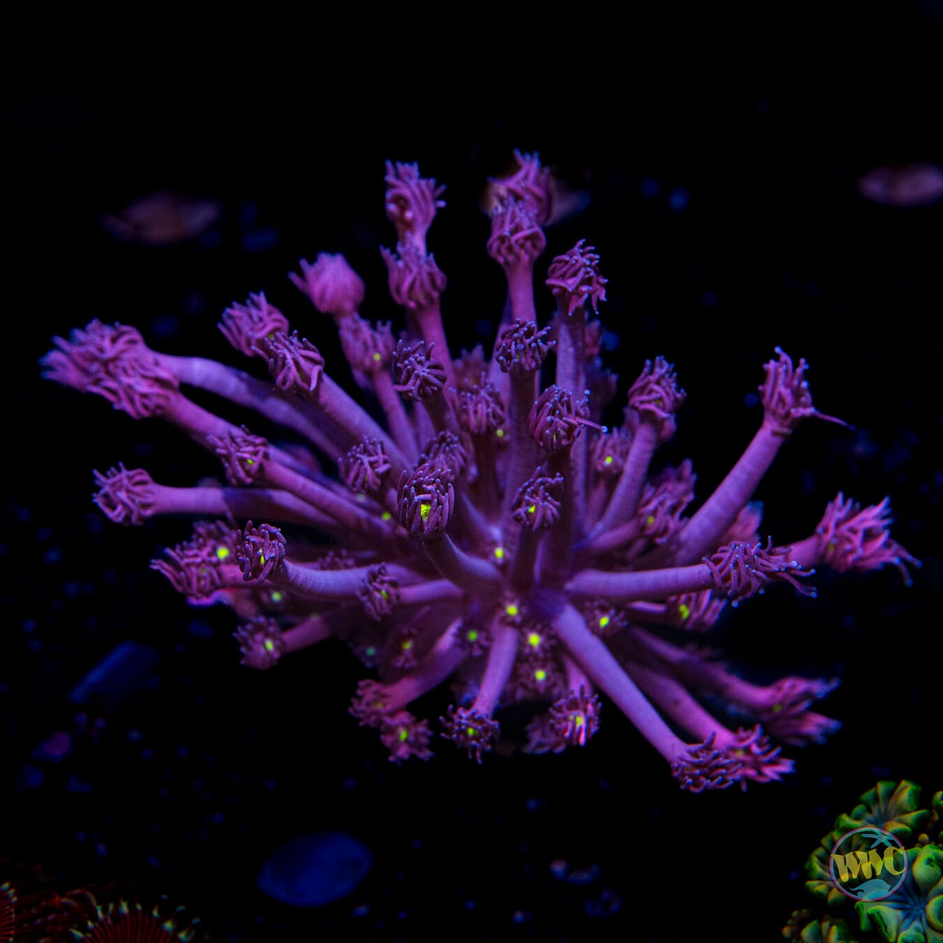 Great Grape Goniopora - Daylight Photo