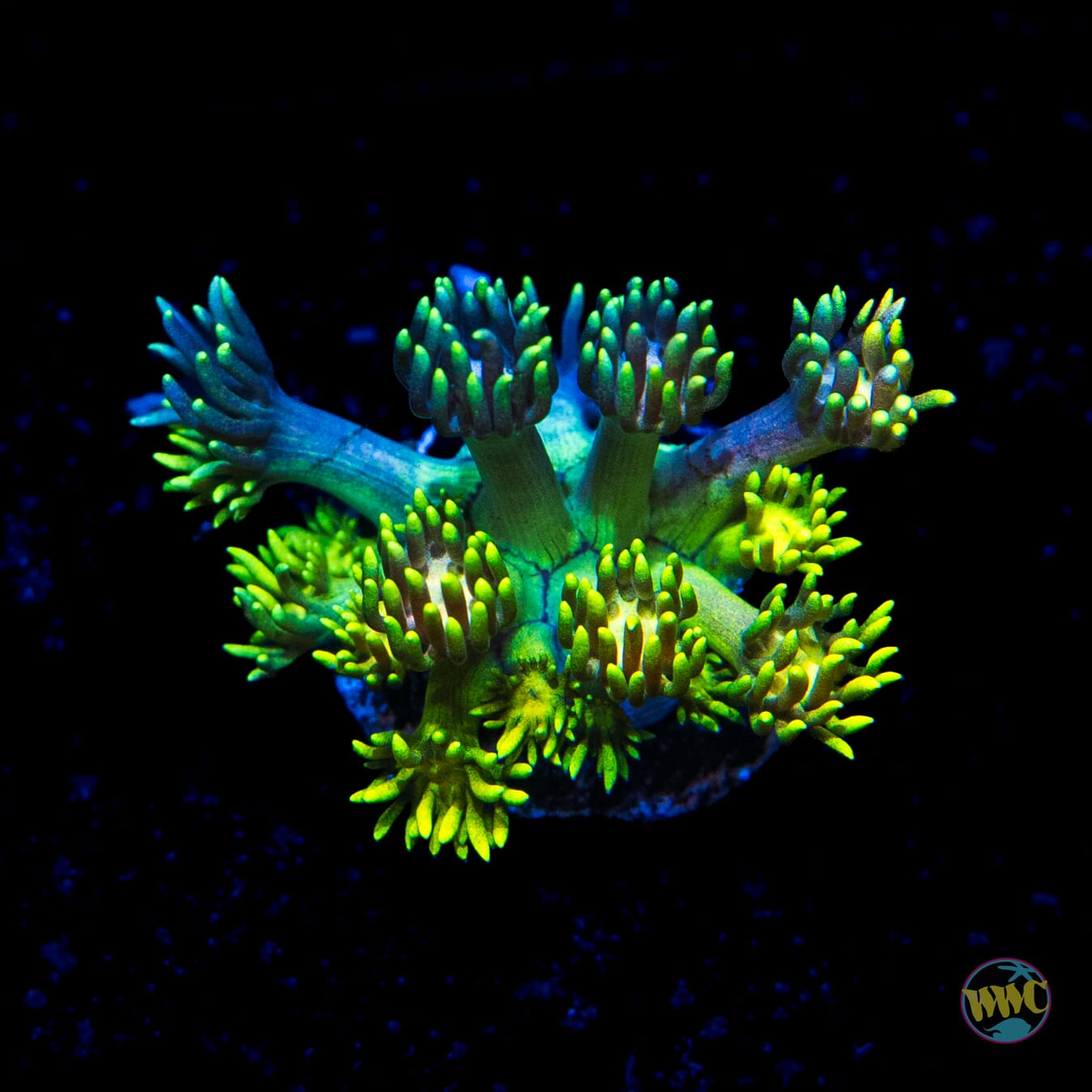 Electro Lemon Goniopora - Daylight Photo