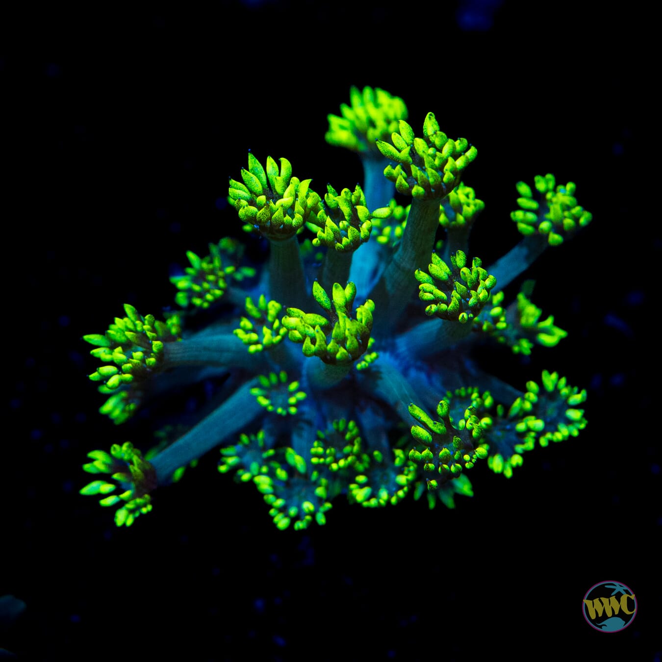 WWC Electrified Goniopora - Daylight Photo