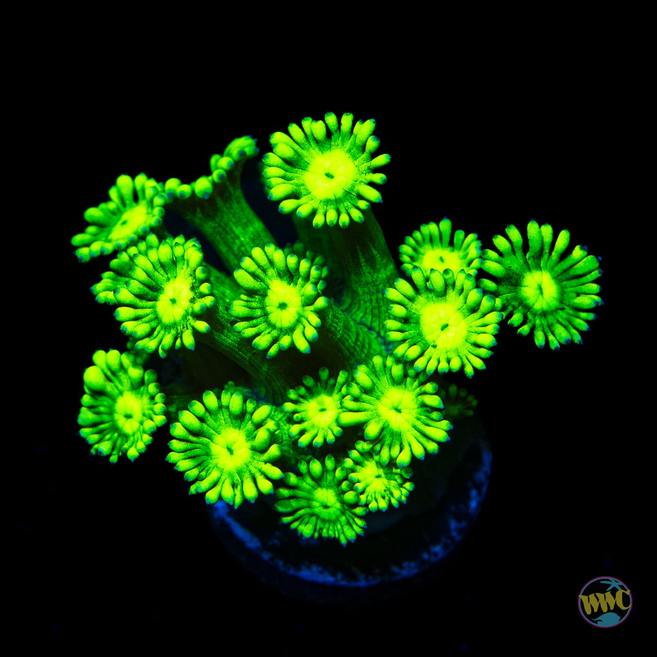 Goin Nuclear Goniopora - Daylight Photo