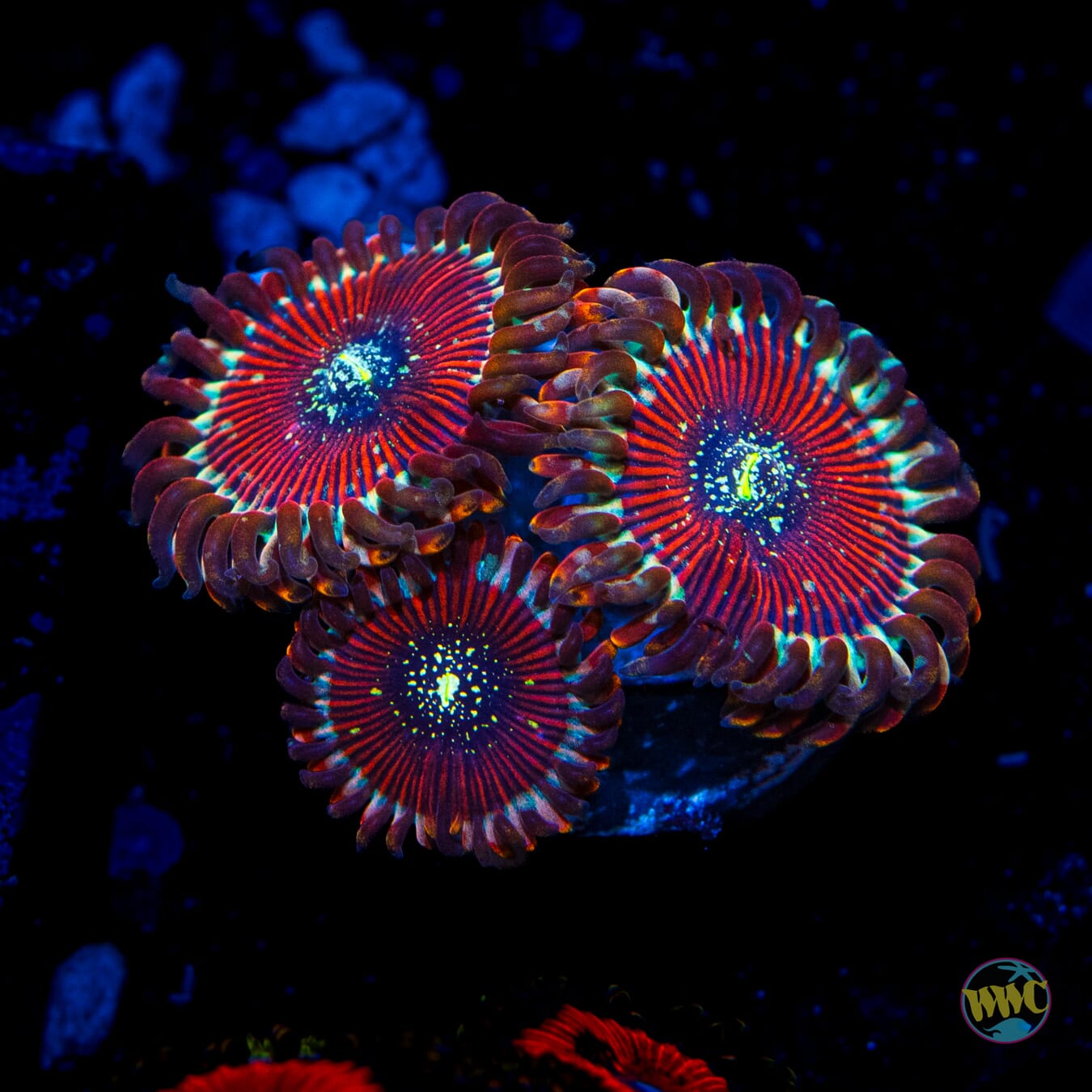 Magician Zoanthids - Daylight Photo