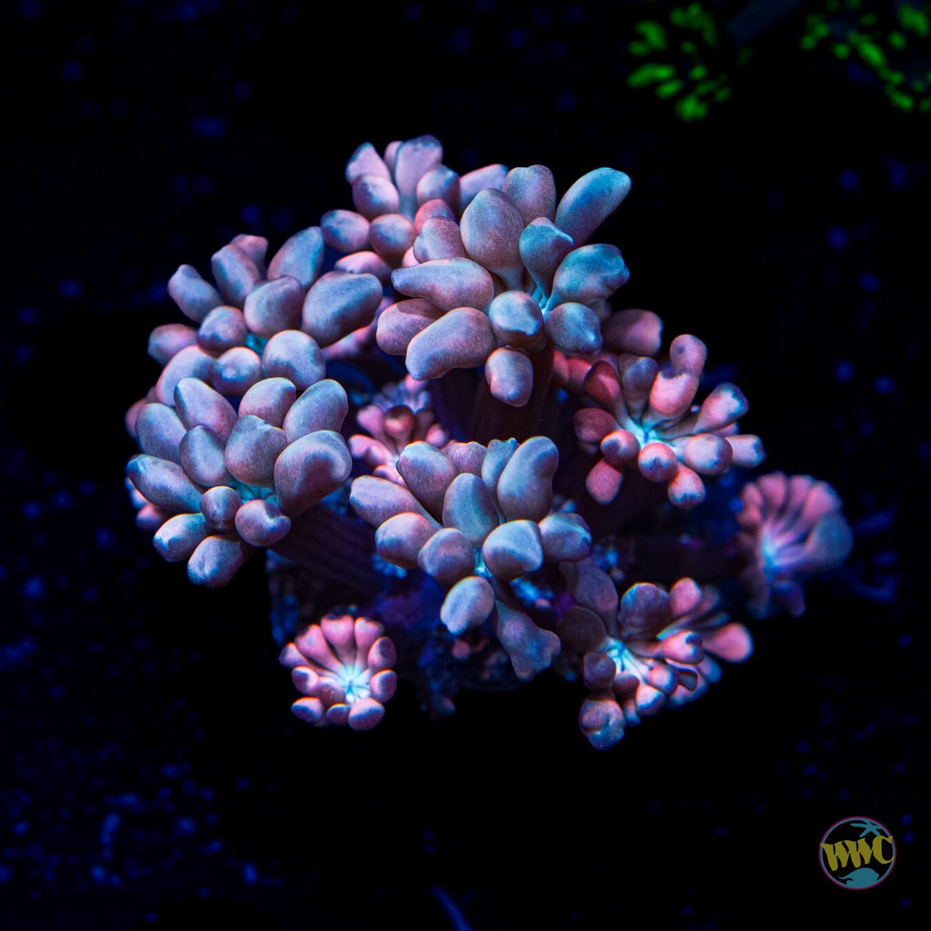 WWC Rose Hologram Alveopora - Daylight Photo