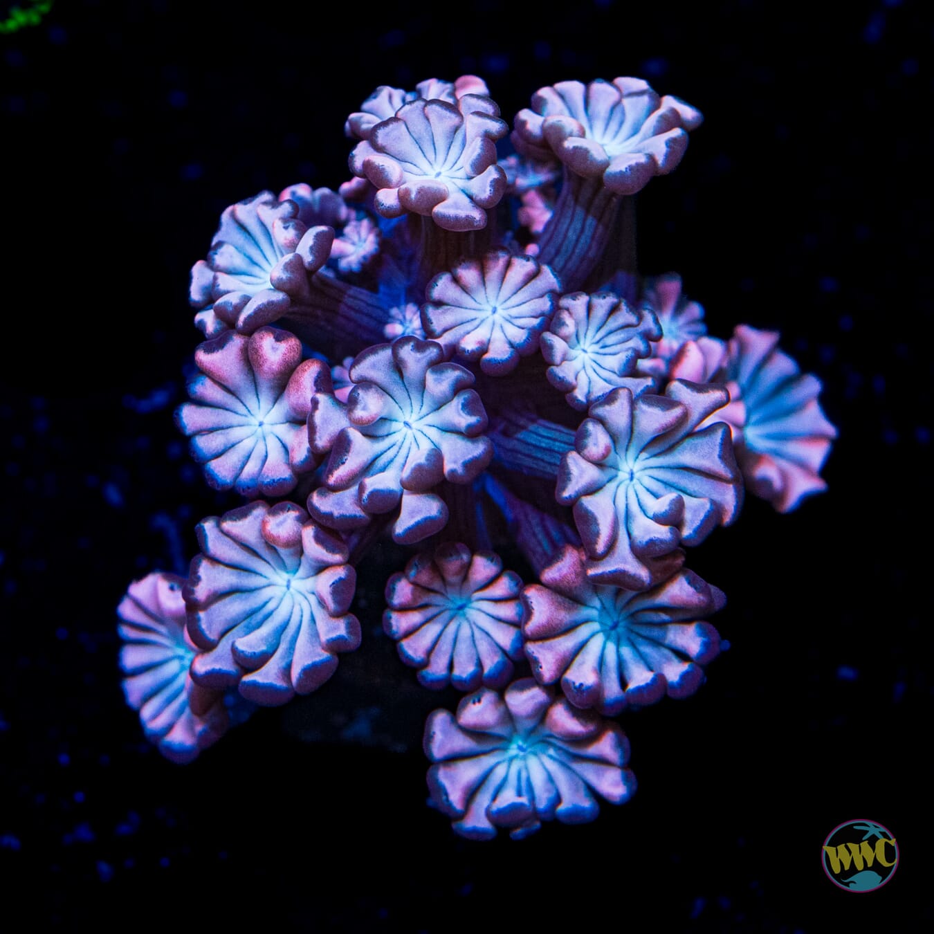 I Love Lavender Alveopora - Daylight Photo