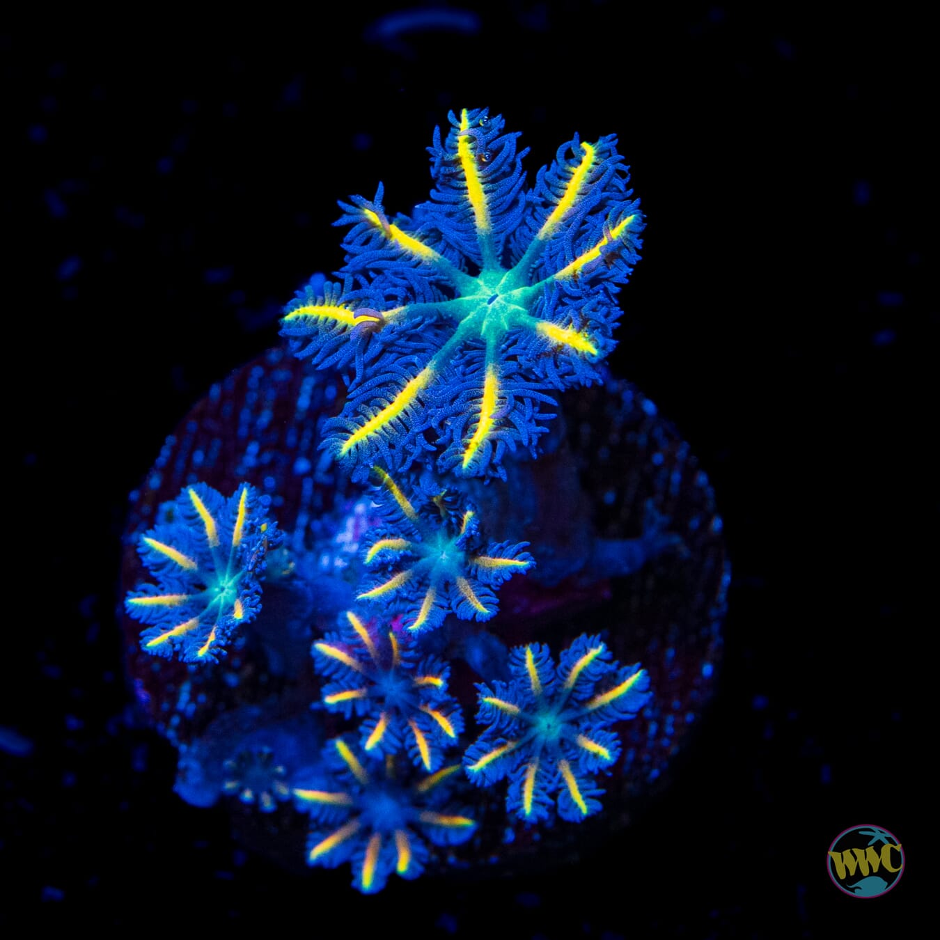WWC Flame Tip Clove Polyps - Daylight Photo