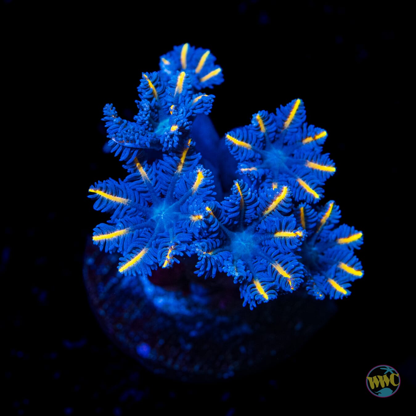 WWC Lemon Tipped Clove Polyps - Daylight Photo