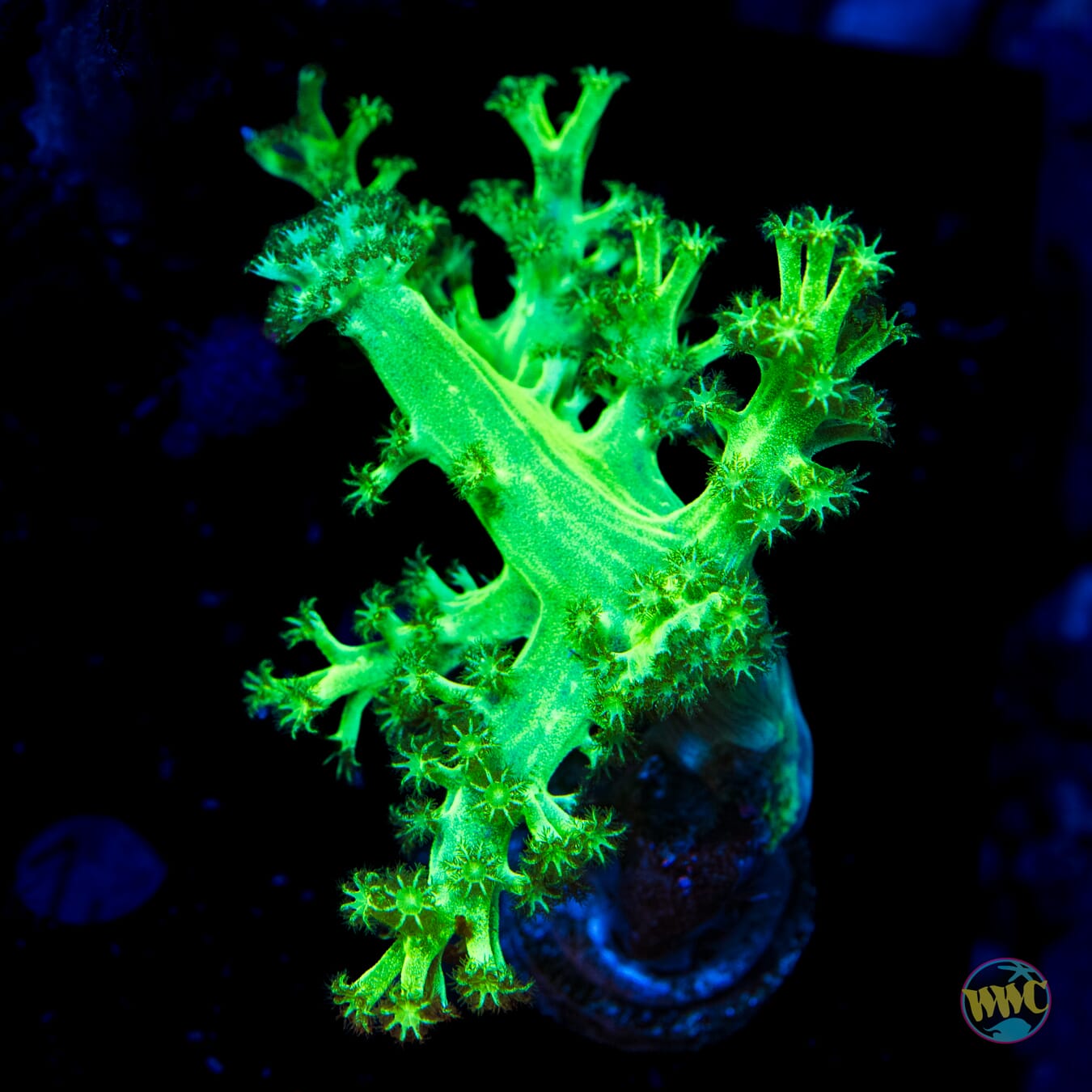 WWC Green Goddess Solomon Hairy Leather - Daylight Photo