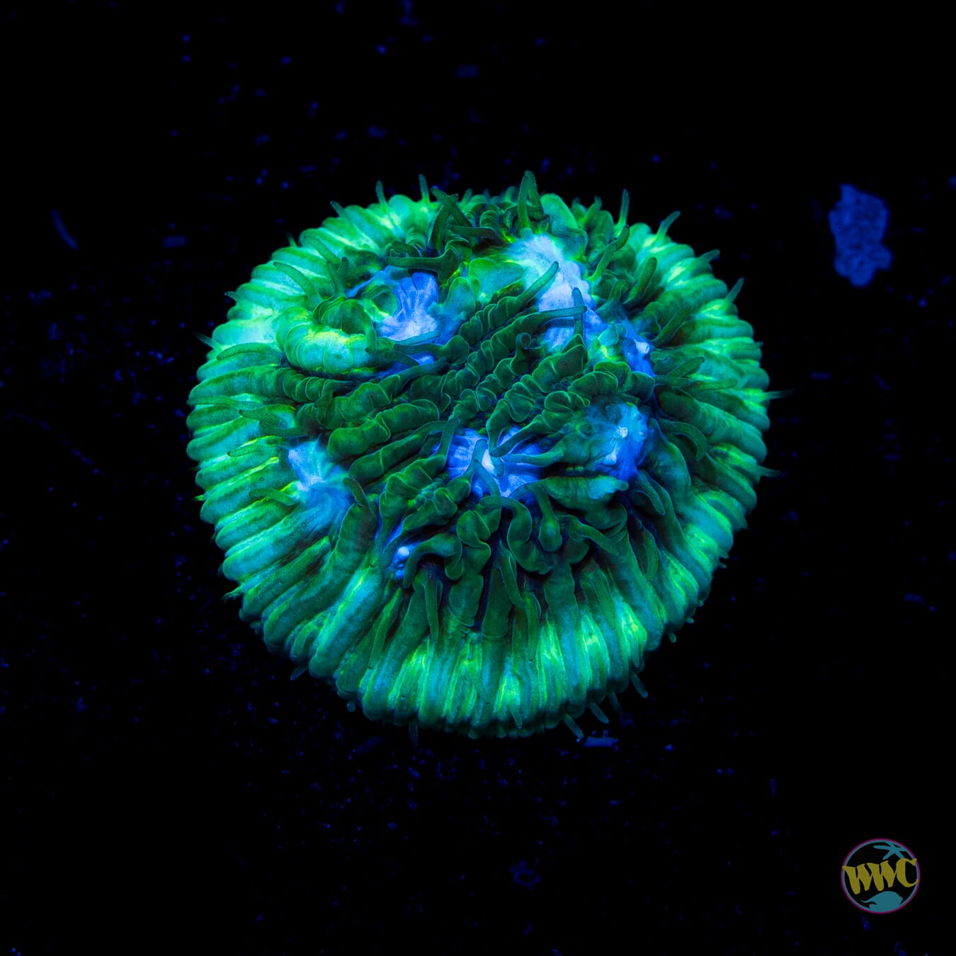 WWC Blue and Green Lithophyllon - Daylight Photo