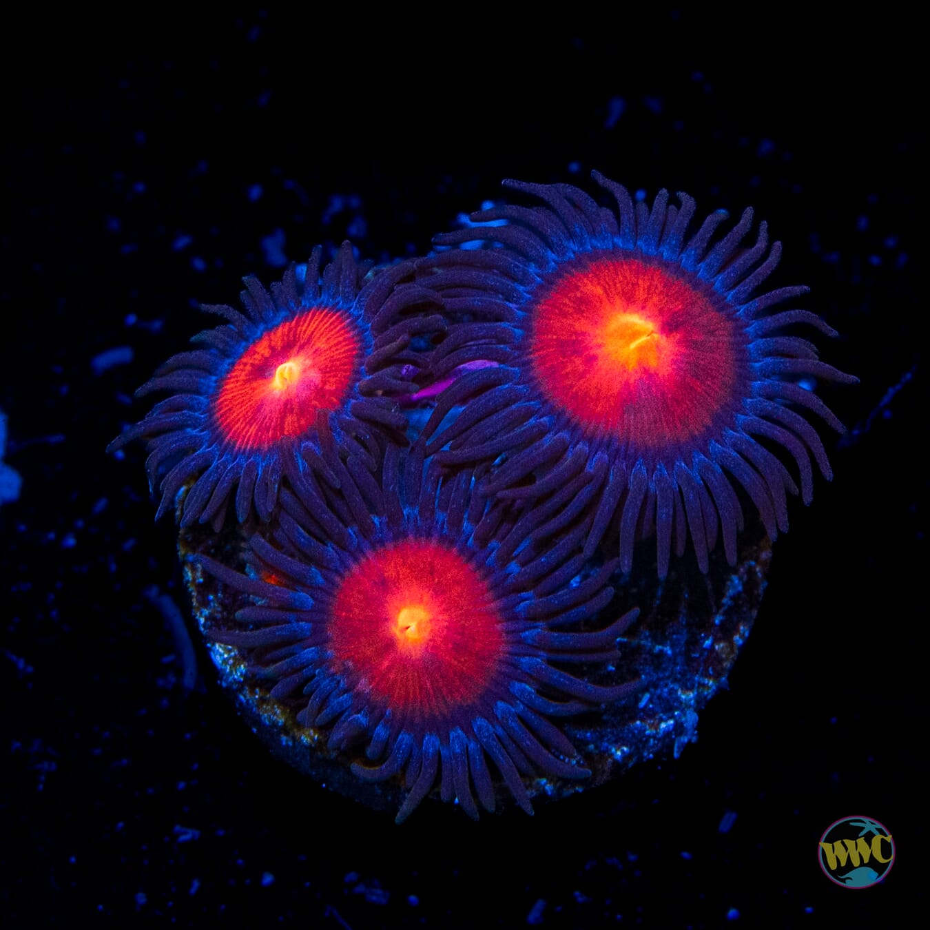WWC Burning Mans Zoanthids - Daylight Photo
