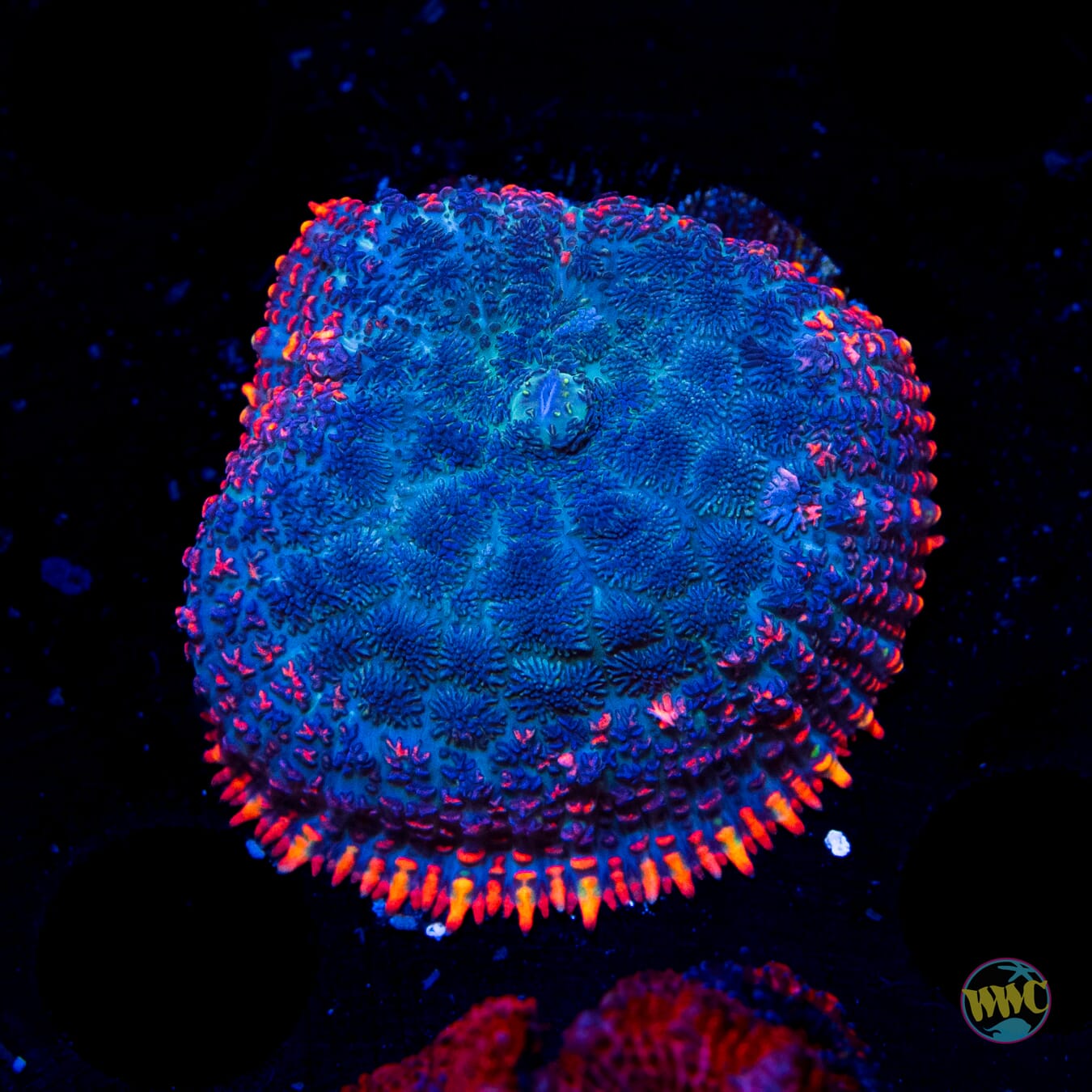 Ring of Fire Rhodactis Mushroom - Daylight Photo