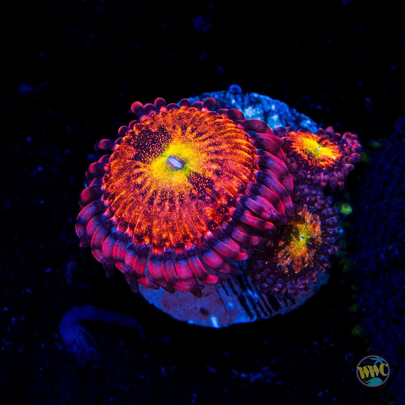 Playboy Bunny Zoanthids - Daylight Photo