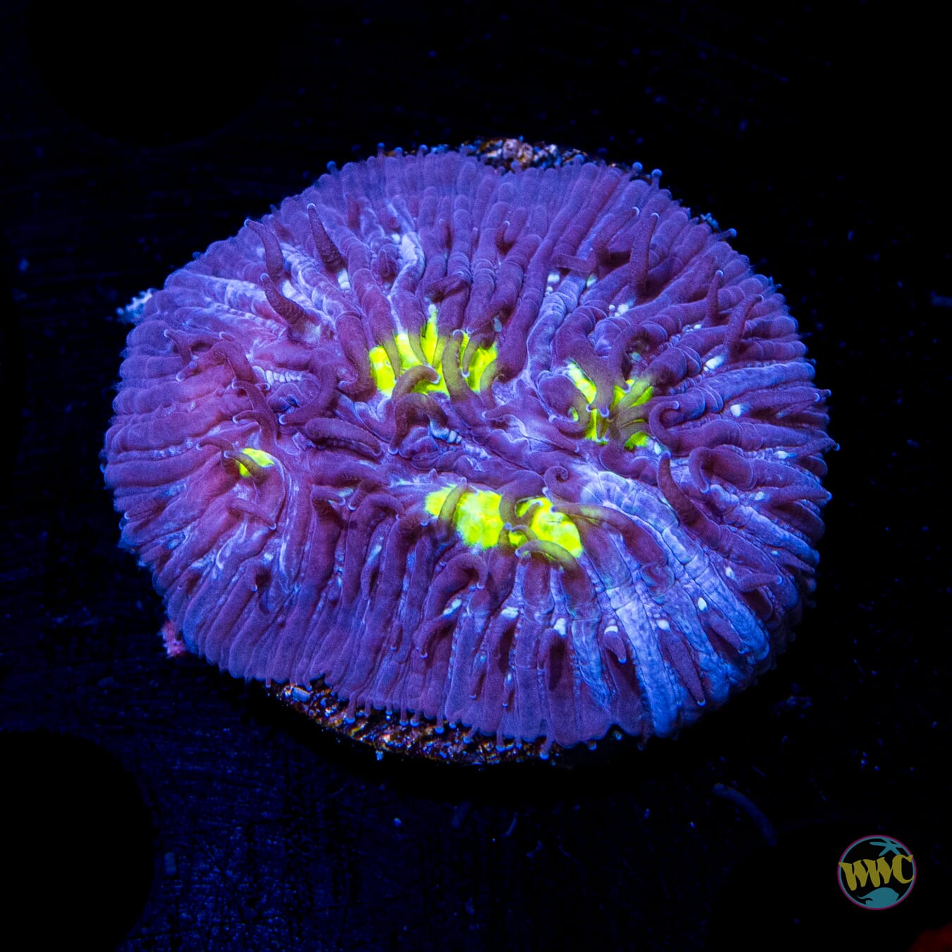 WWC Midnight Lovin Plate Coral - Daylight Photo
