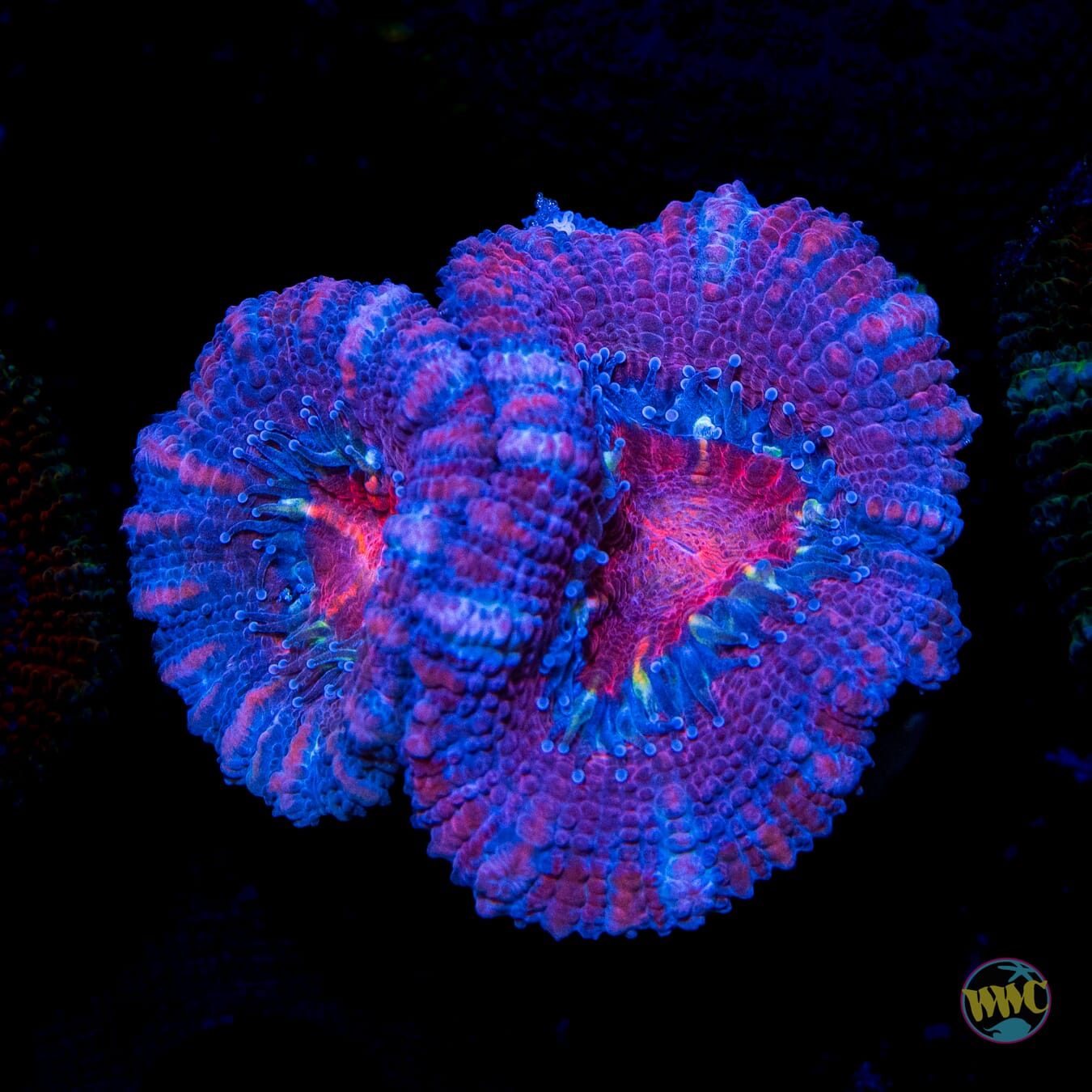 Dark Cherry Aussie Lord - Daylight Photo