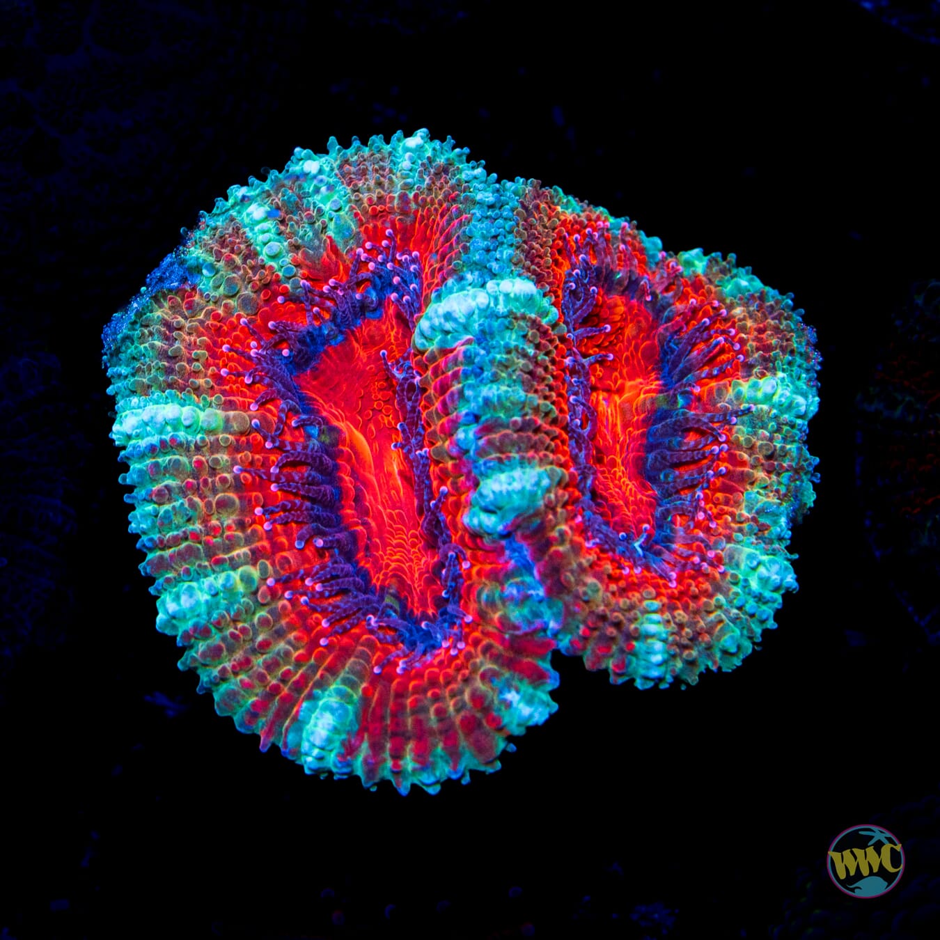 Teal Ring Aussie Lord - Daylight Photo