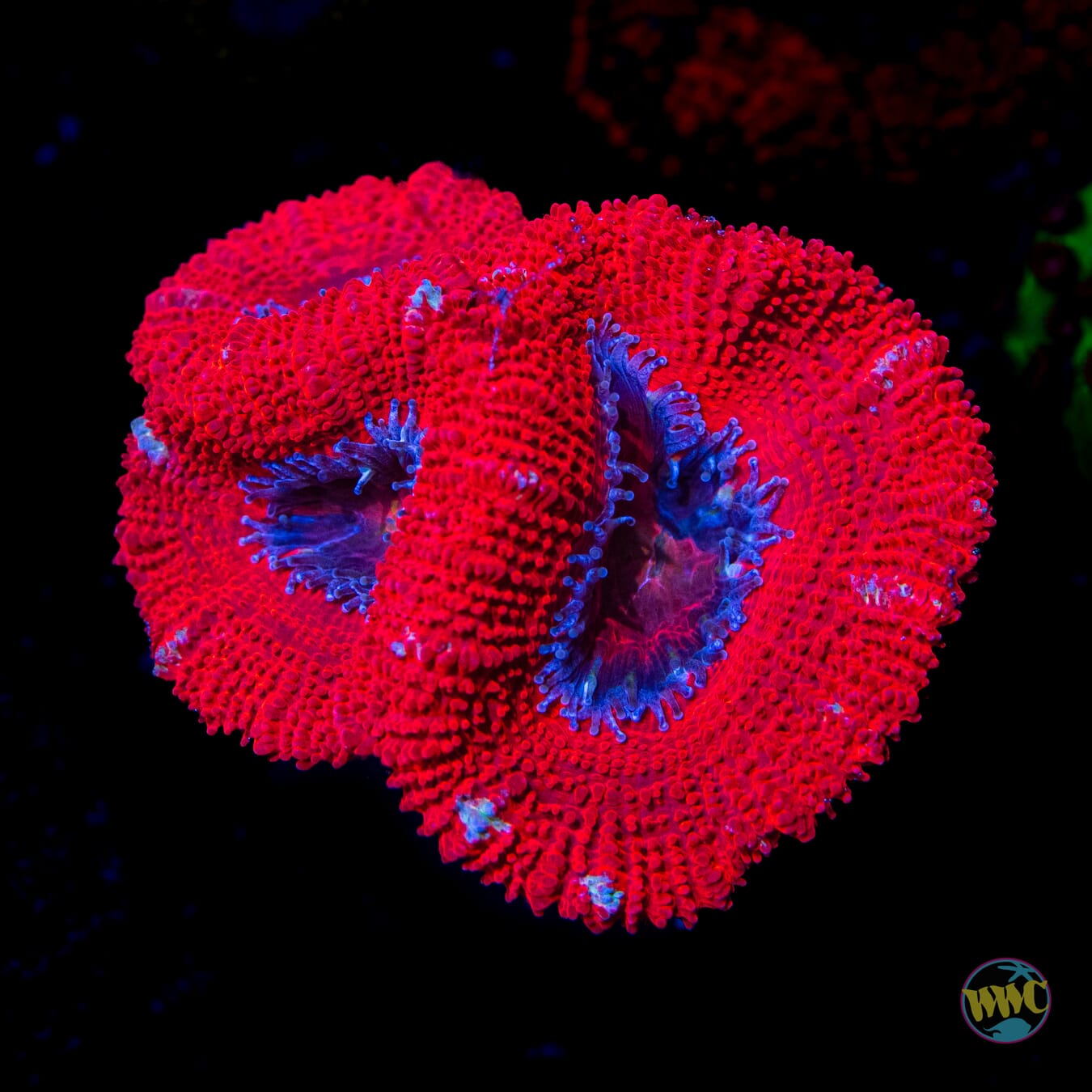 Big Red Aussie Lord - Daylight Photo