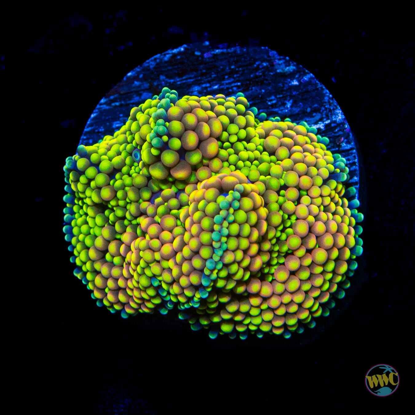 Citrus Splash Ricordea Mushroom - Daylight Photo