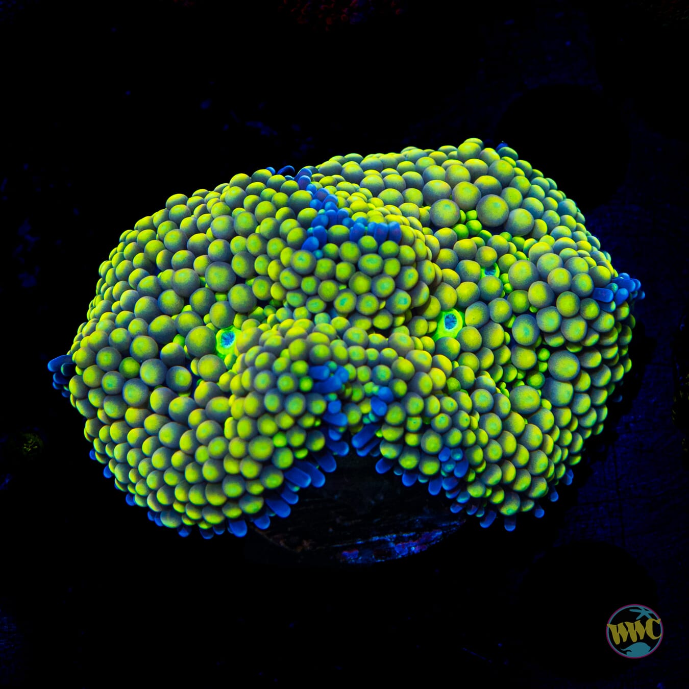 Lemon Hazy Ricordea Mushroom - Daylight Photo