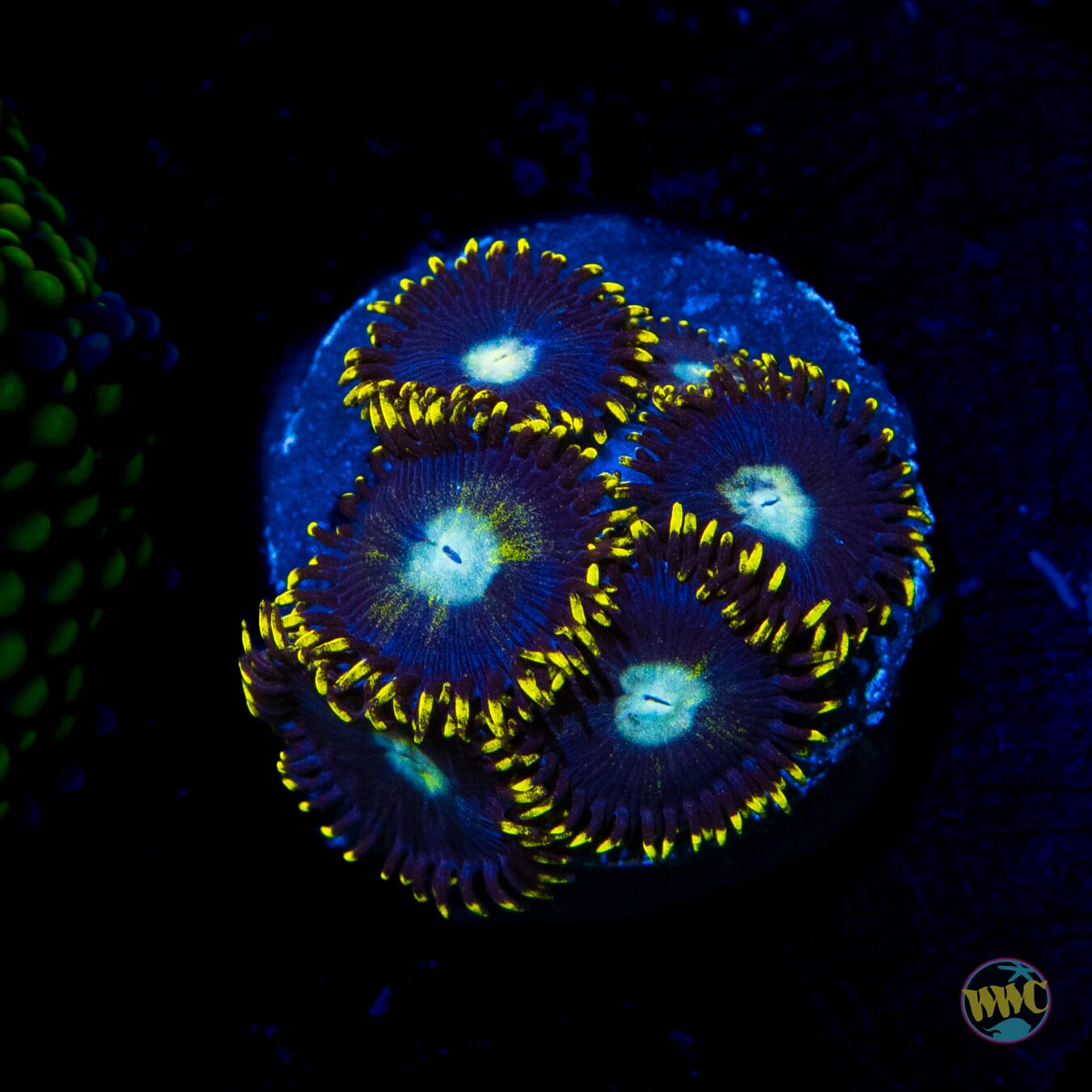 WWC Hail Lander Zoanthids - Daylight Photo