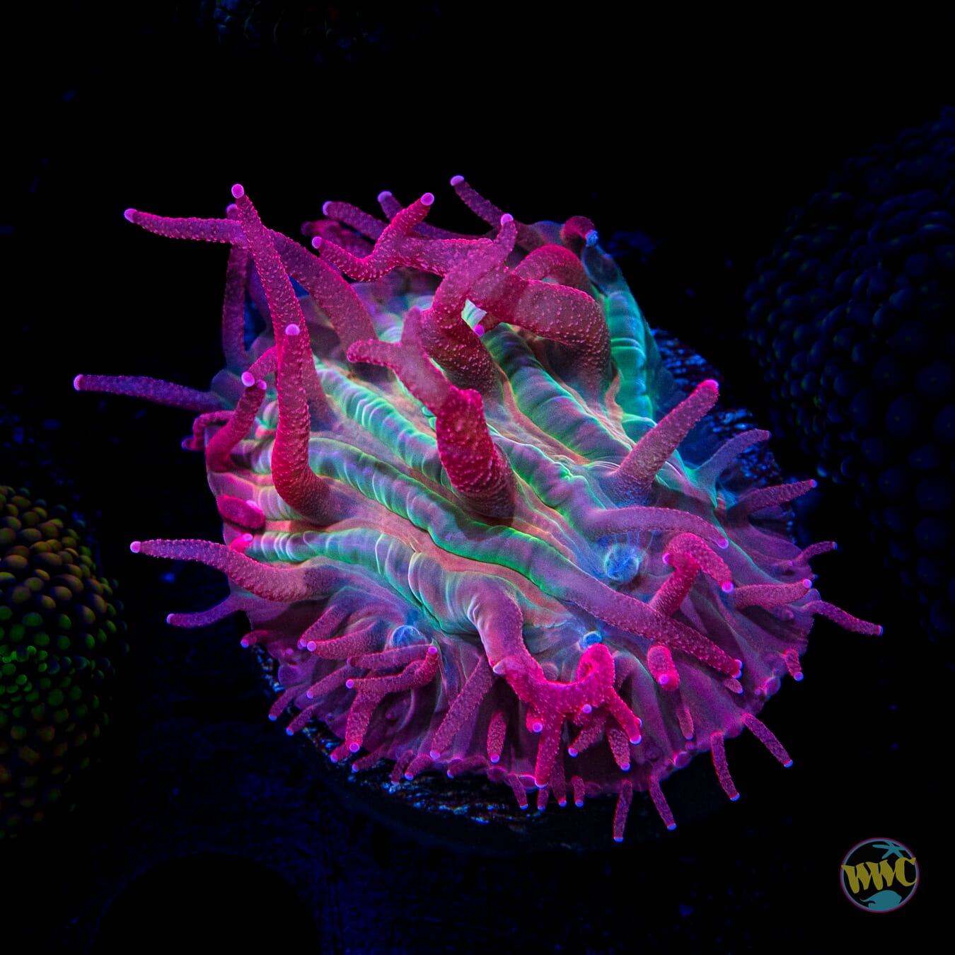 WWC Zombie Apocalypse Plate Coral - Daylight Photo