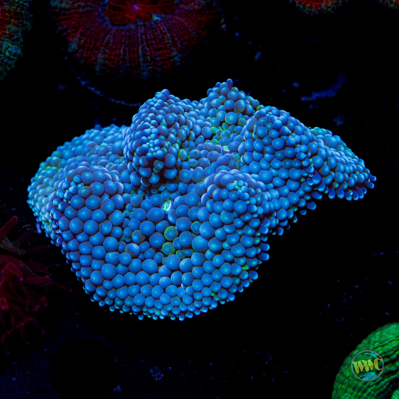 XL Chilly Willy Ricordea Mushroom - Daylight Photo