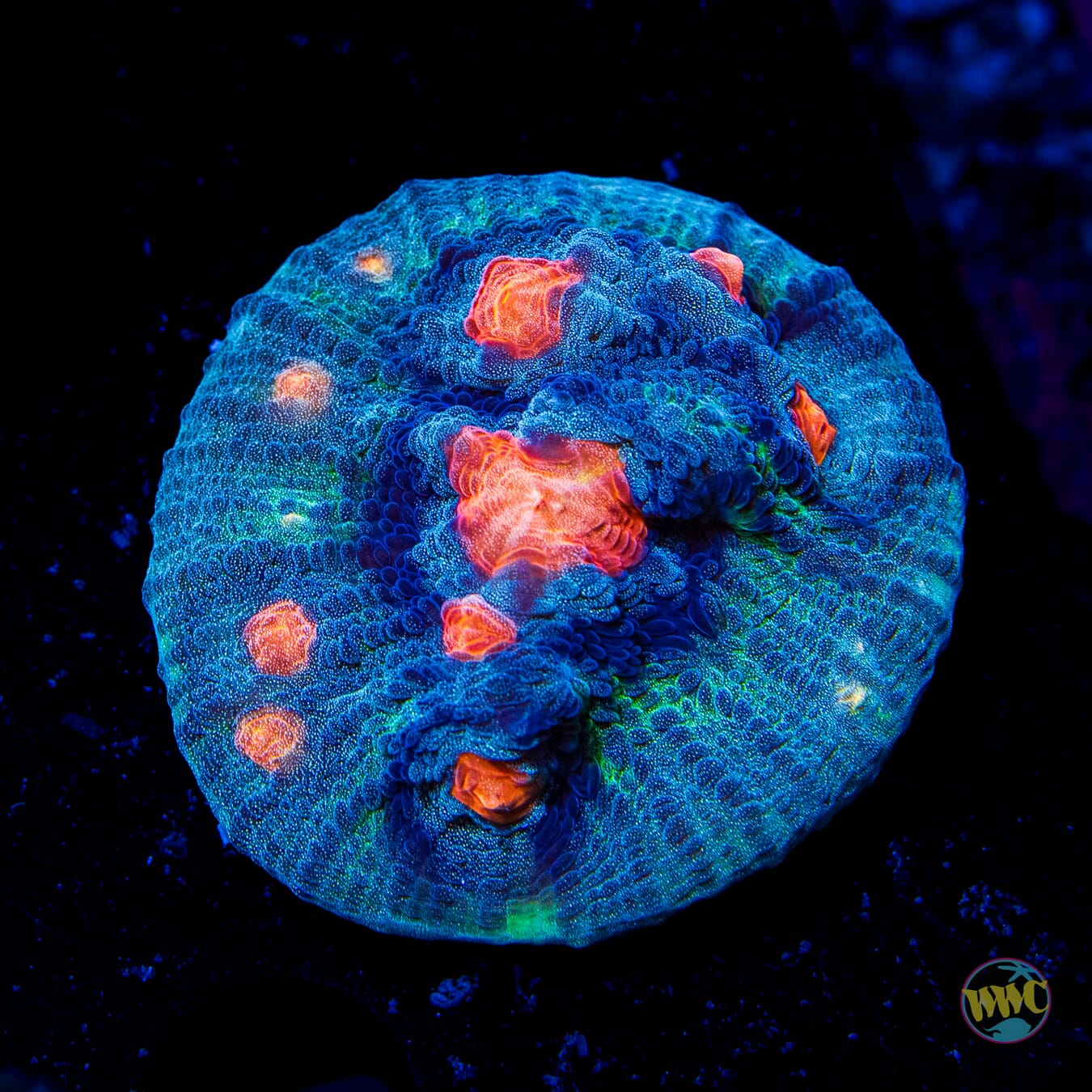 WWC Pumpkin Head Mycedium Chalice - Daylight Photo