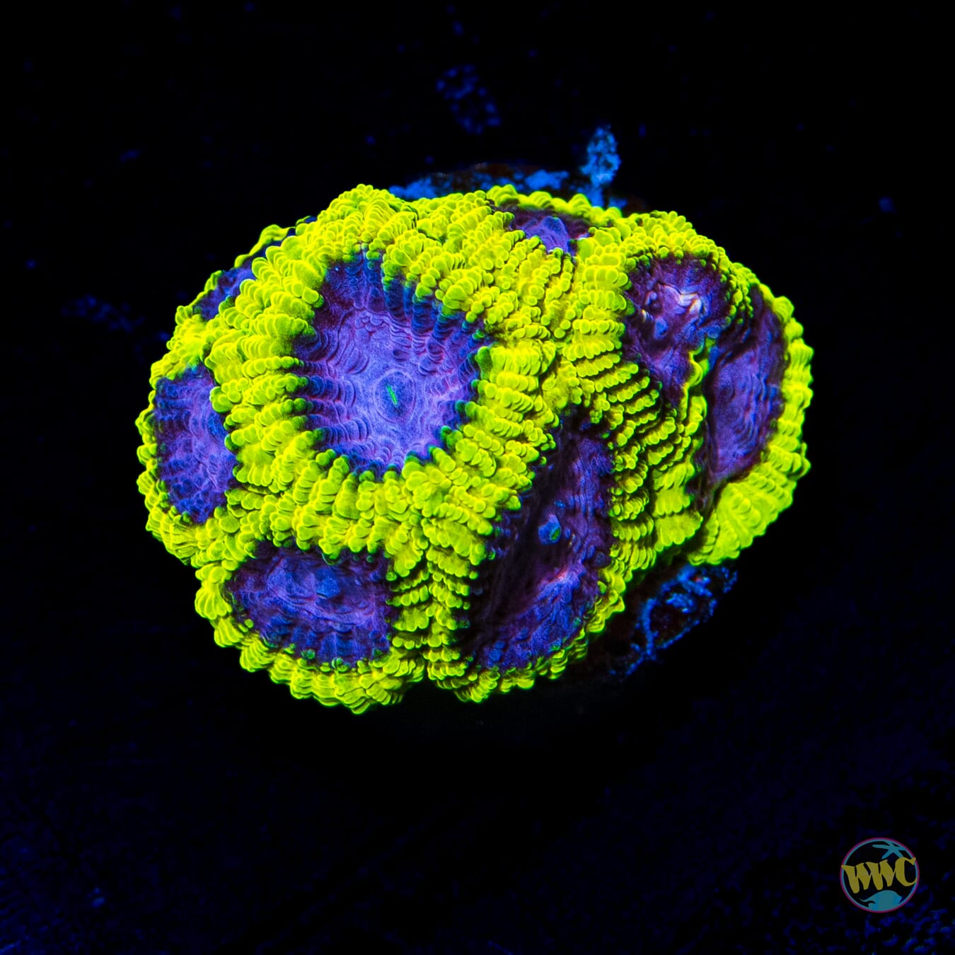 WWC Space Monkey Favia - Daylight Photo