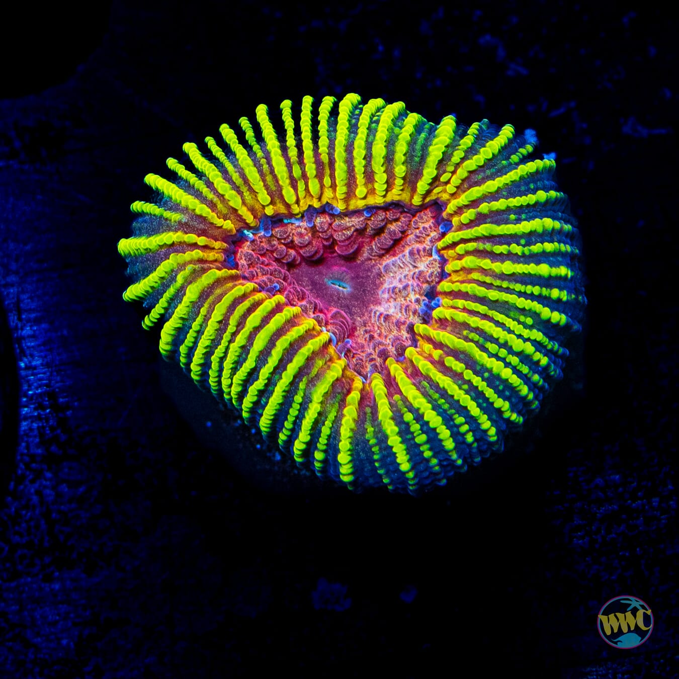 WWC Mayan Sun Favia - Daylight Photo