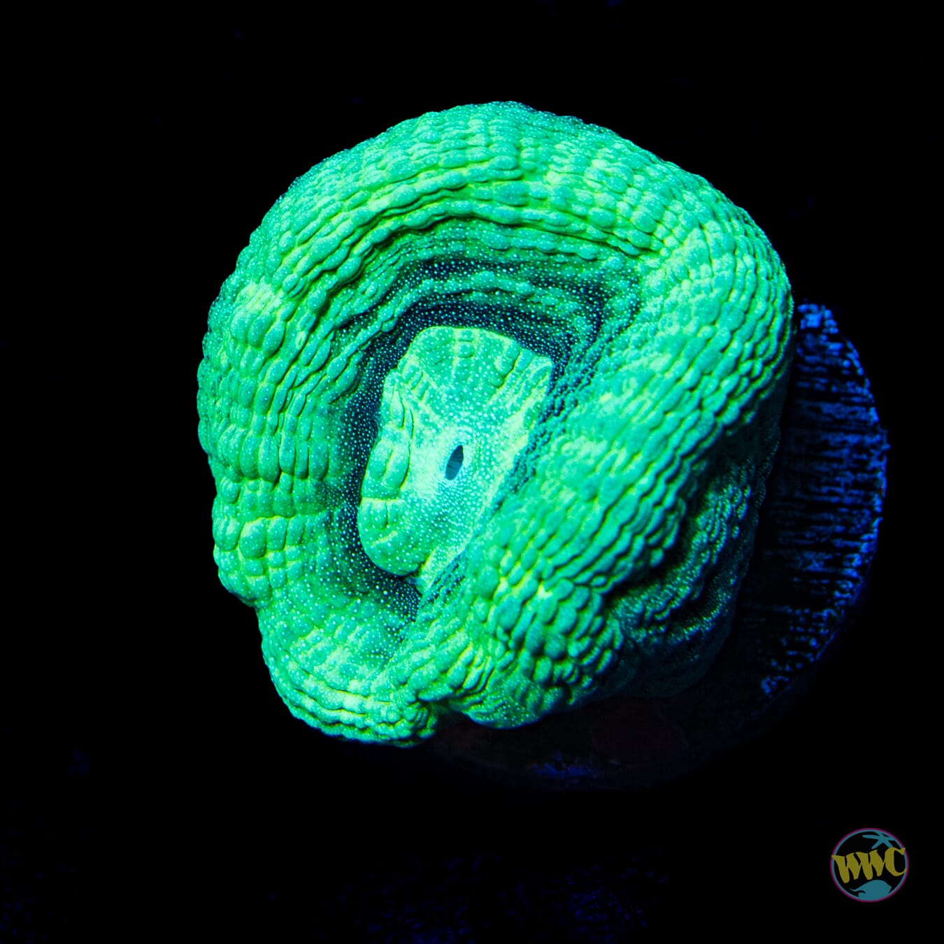 Gigantamax Candy Cane Coral - Daylight Photo