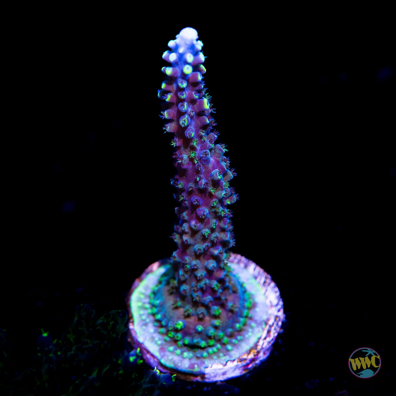 WWC Grafted Ultimate Stag Acropora - Daylight Photo