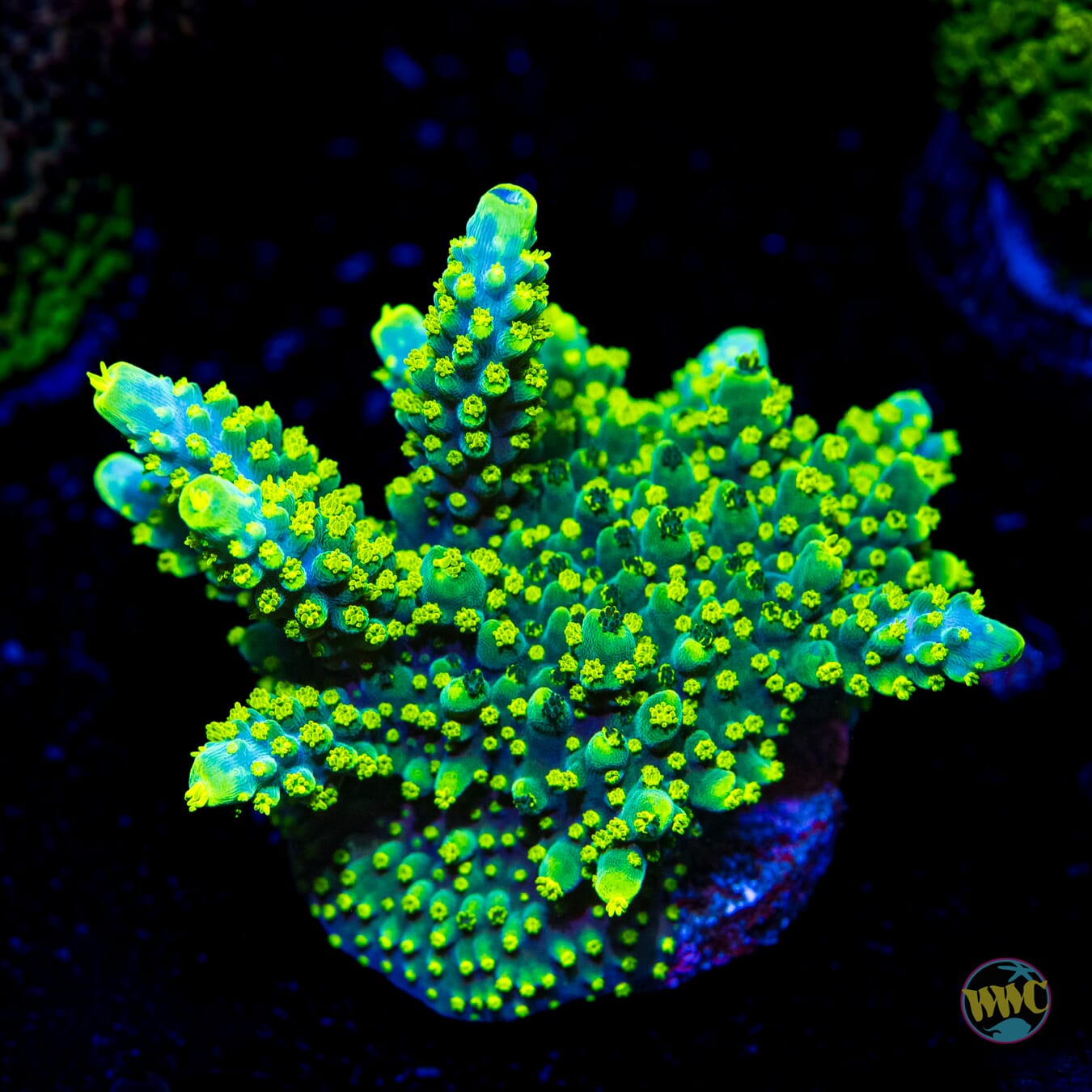 WWC Solomon Split Acropora - Daylight Photo