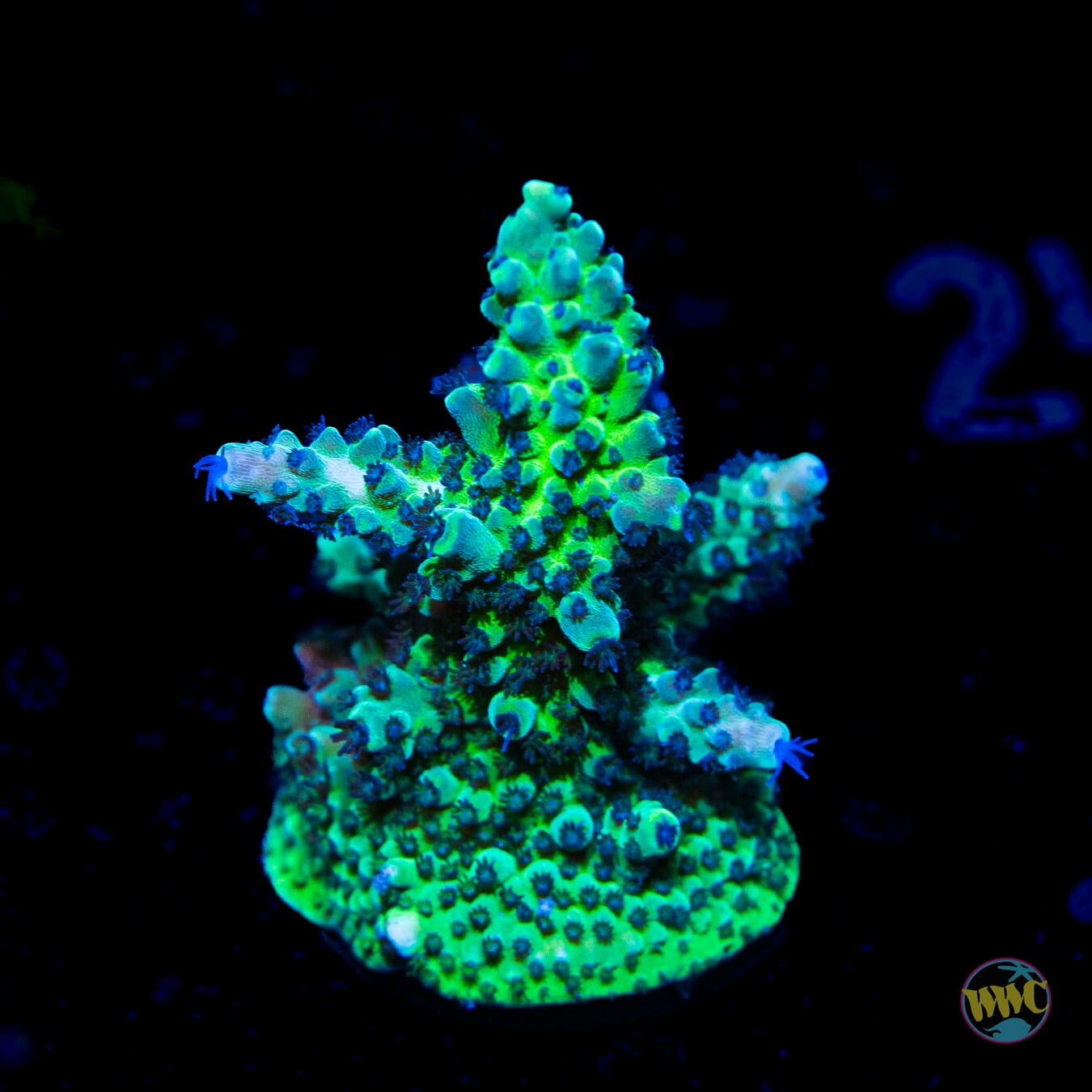 WWC Aussie Weeds Acropora - Daylight Photo