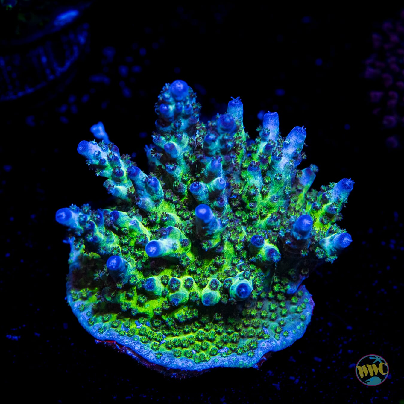 WWC Twig and Berries Acropora - Daylight Photo