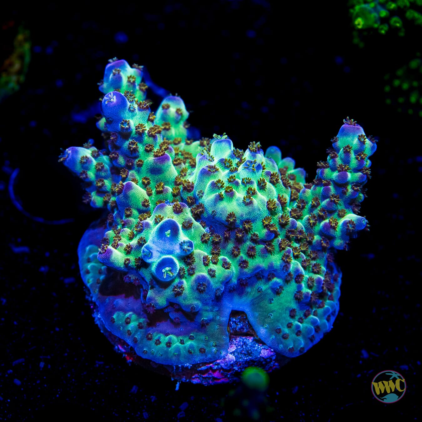 JKR Rainbow Acropora - Daylight Photo
