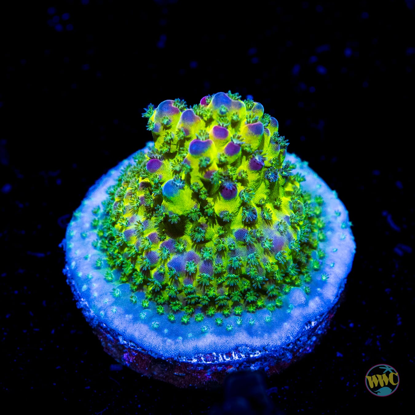 WWC Snozzberry Shortcake Acropora - Daylight Photo