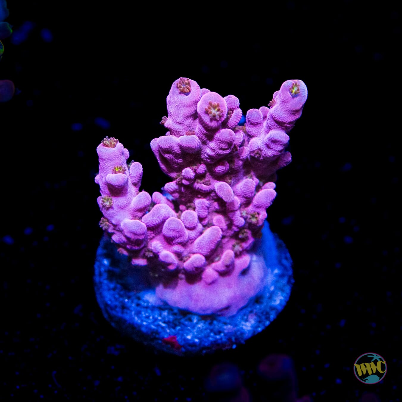 Pinkerton Acropora - Daylight Photo
