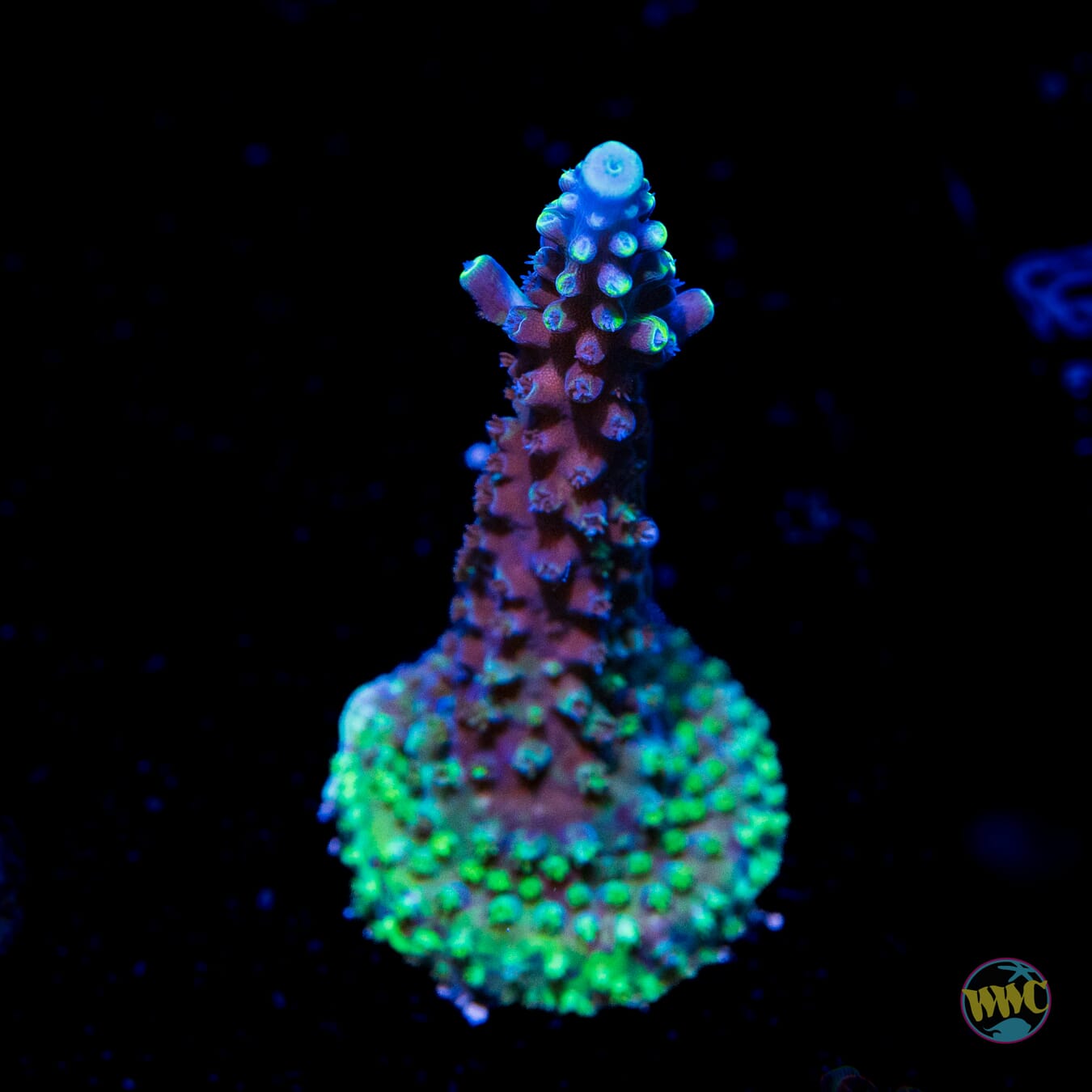 WWC Grafted Ultimate Stag Acropora - Daylight Photo