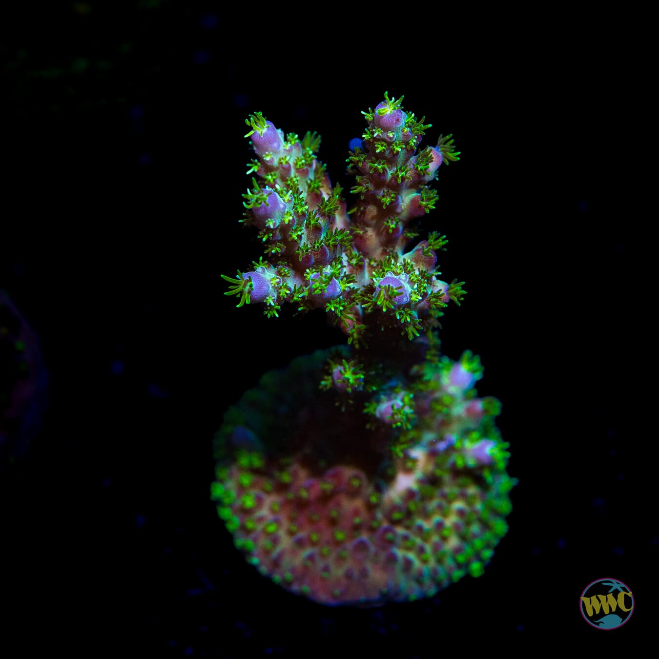 WWC Aussie Special Acropora - Daylight Photo